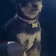 Tippy joined the competition — help win amazing prizes! dog, pet, small_dog, fur, collar, tag, ears, sitting, portrait, dark_background, animal, canine, fluffy, cute, indoor, furry, looking_away, muzzle, paw, companion