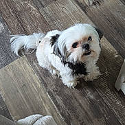 Lucy joined the competition — help win amazing prizes! dog, pet, small_dog, white_fur, black_fur, flooring, wood_floor, indoor, home, furniture, blanket, looking_up, cute, fluffy, companion, animal, domestic, canine, living_room, scruffy