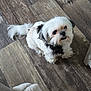 dog, pet, small_dog, white_fur, black_fur, flooring, wood_floor, indoor, home, furniture, blanket, looking_up, cute, fluffy, companion, animal, domestic, canine, living_room, scruffy