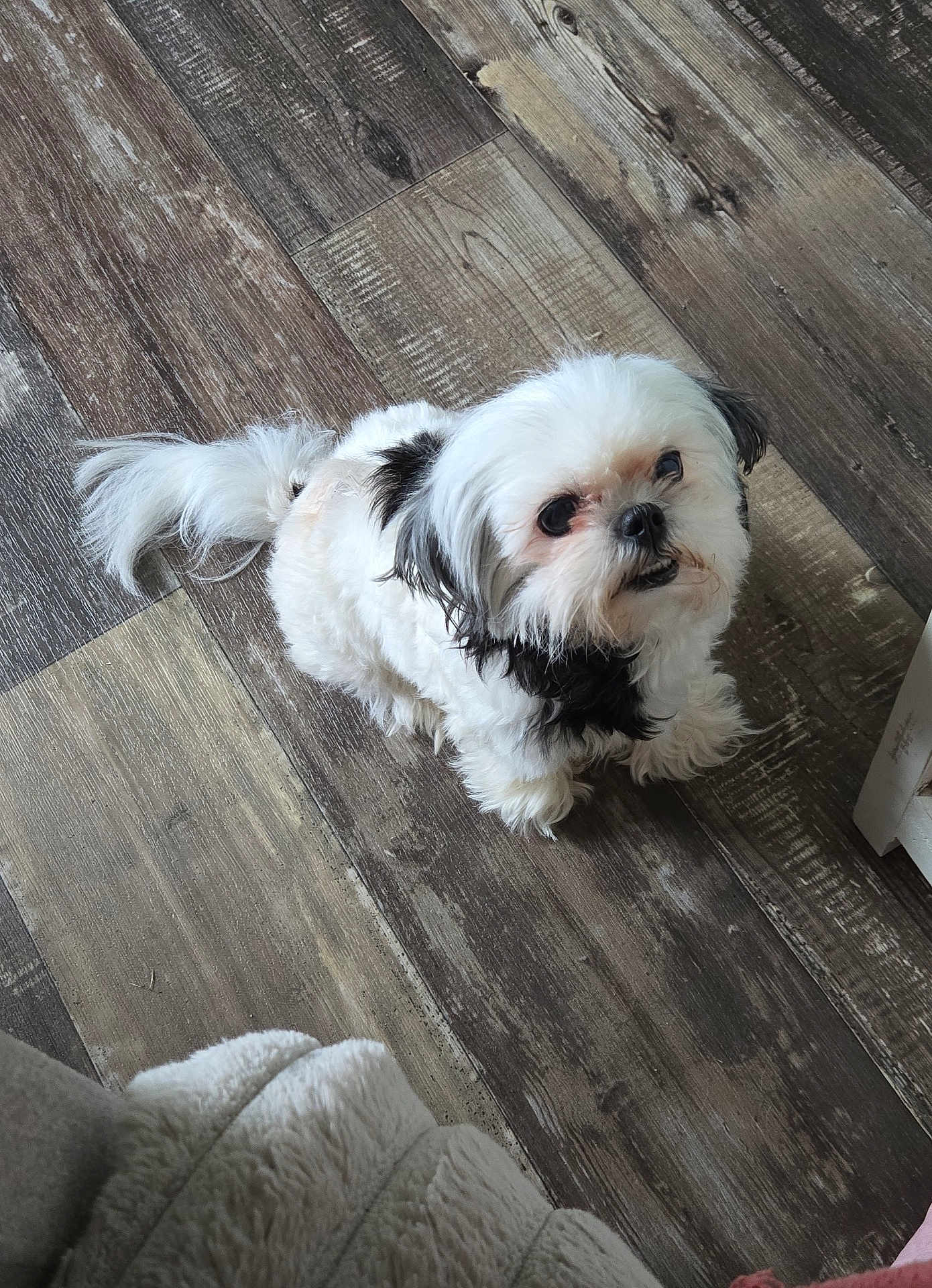 Lucy