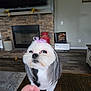 Lucy is registered to the contest to win money with this photo: dog, small_dog, bow, white_fur, gray_fur, living_room, fireplace, wooden_table, hand, curious, pet, indoors, decor, television, stone_wall, flooring, cozy, cute, furniture, portrait