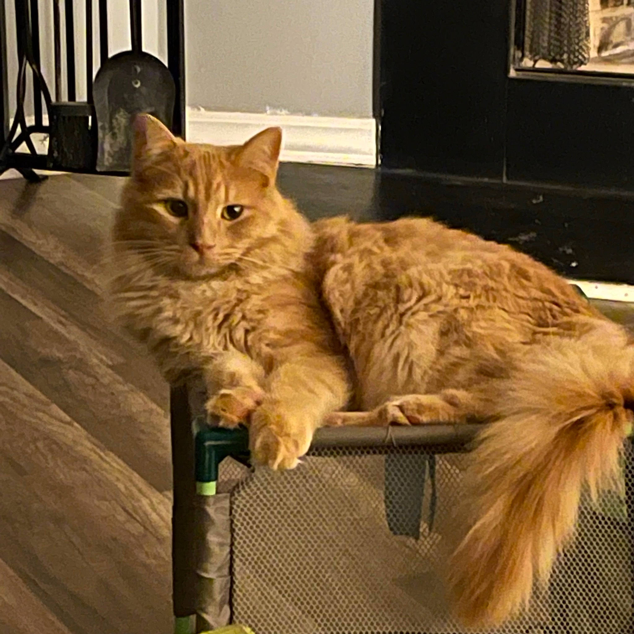 Georgie joined the competition — help win amazing prizes! box, cardboard, carnivore, cat, claw, comfort, domestic_short_haired_cat, fawn, felidae, flooring, fur, hardwood, metal, paw, small_to_medium_sized_cats, snout, tail, vertebrate, whiskers, wood