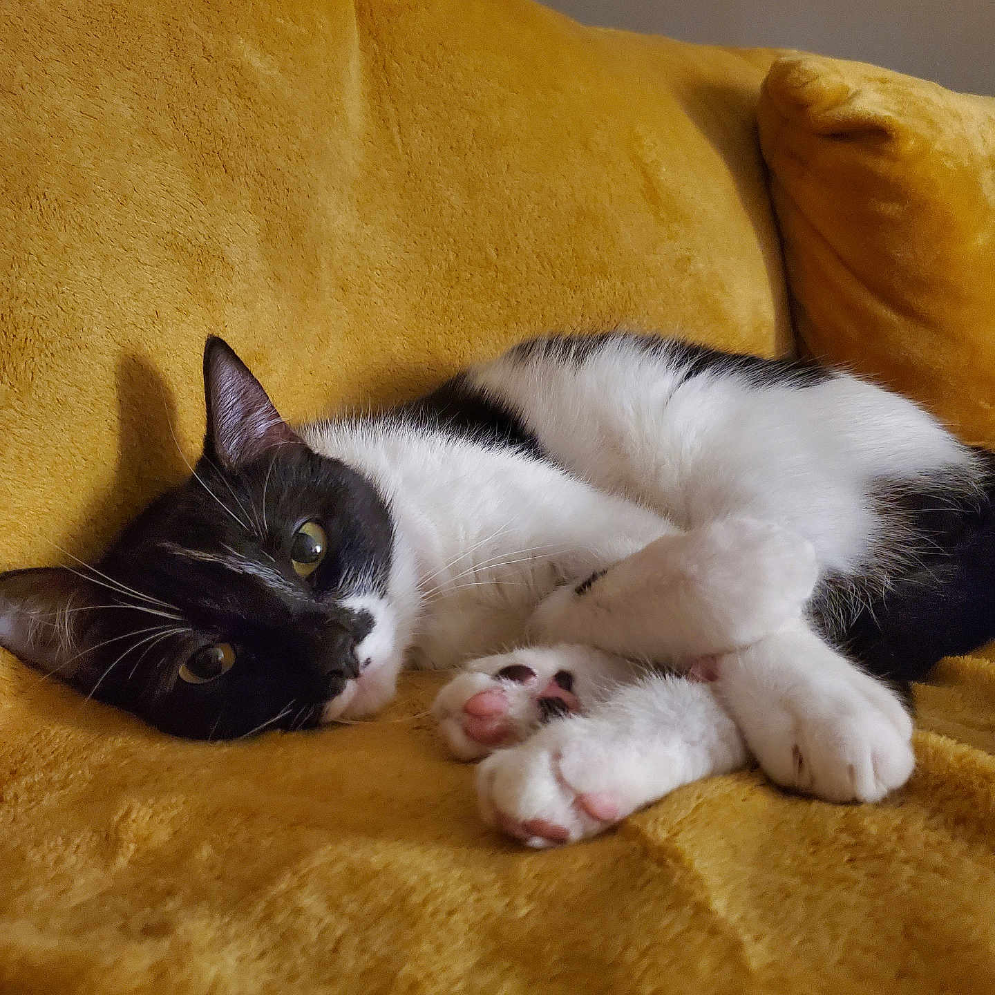 Ruby a rejoint le concours — aidez-le/la à gagner de superbes lots ! abyssinian, animal, architecture, armchair, building, cat, chair, couch, cushion, furniture, hardwood, homedecor, indoors, kitten, livingroom, manx, pet, room, siamese, wood