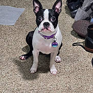 Daisy is registered to the contest to win money with this photo: dog, boston_terrier, pet, indoor, carpet, collar, name_tag, sitting, attentive, black_and_white, floor, shoes, clothing, domestic, animal, cute, small_dog, ears_up, looking, home