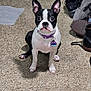 dog, boston_terrier, pet, indoor, carpet, collar, name_tag, sitting, attentive, black_and_white, floor, shoes, clothing, domestic, animal, cute, small_dog, ears_up, looking, home