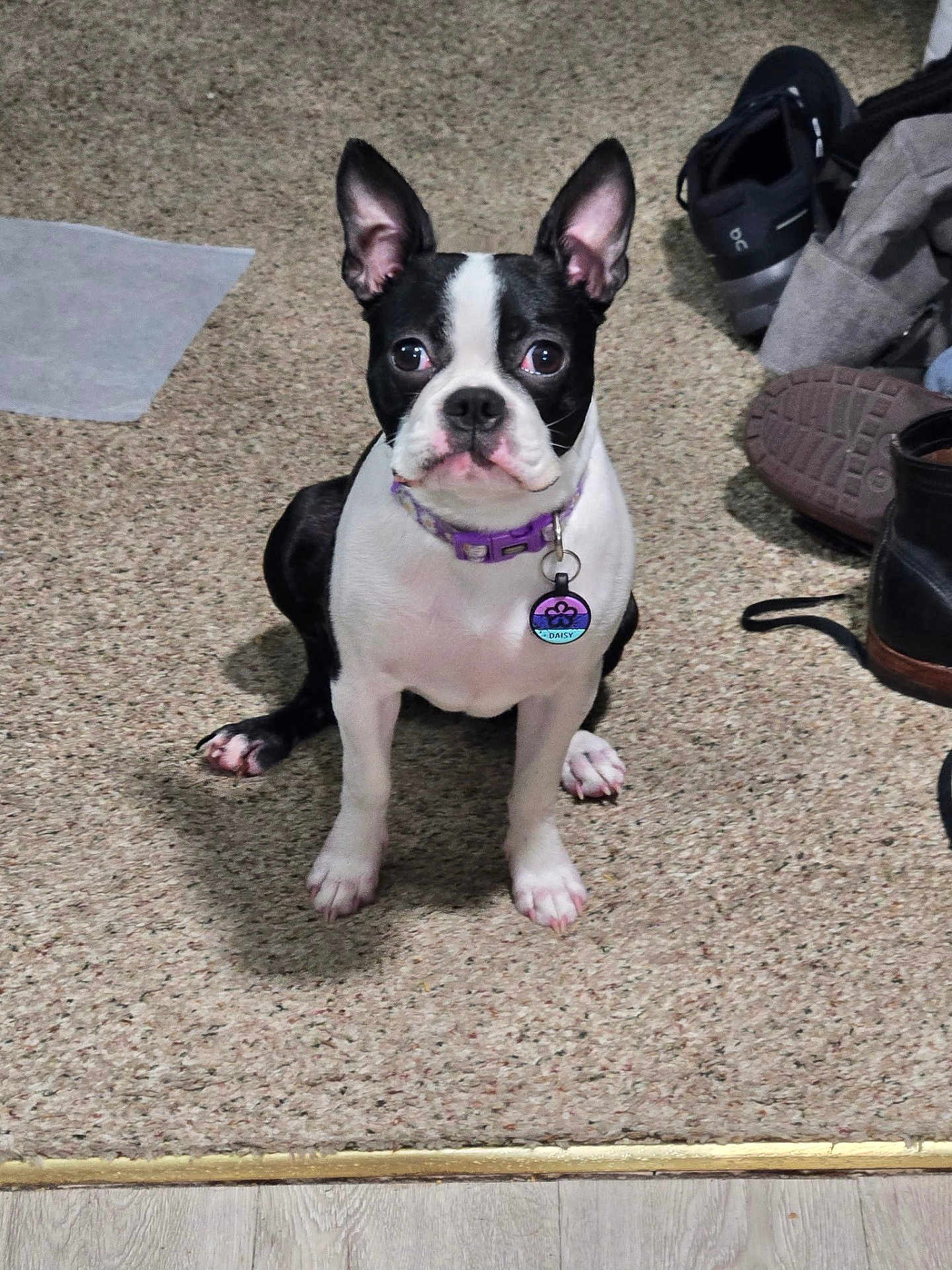 Daisy