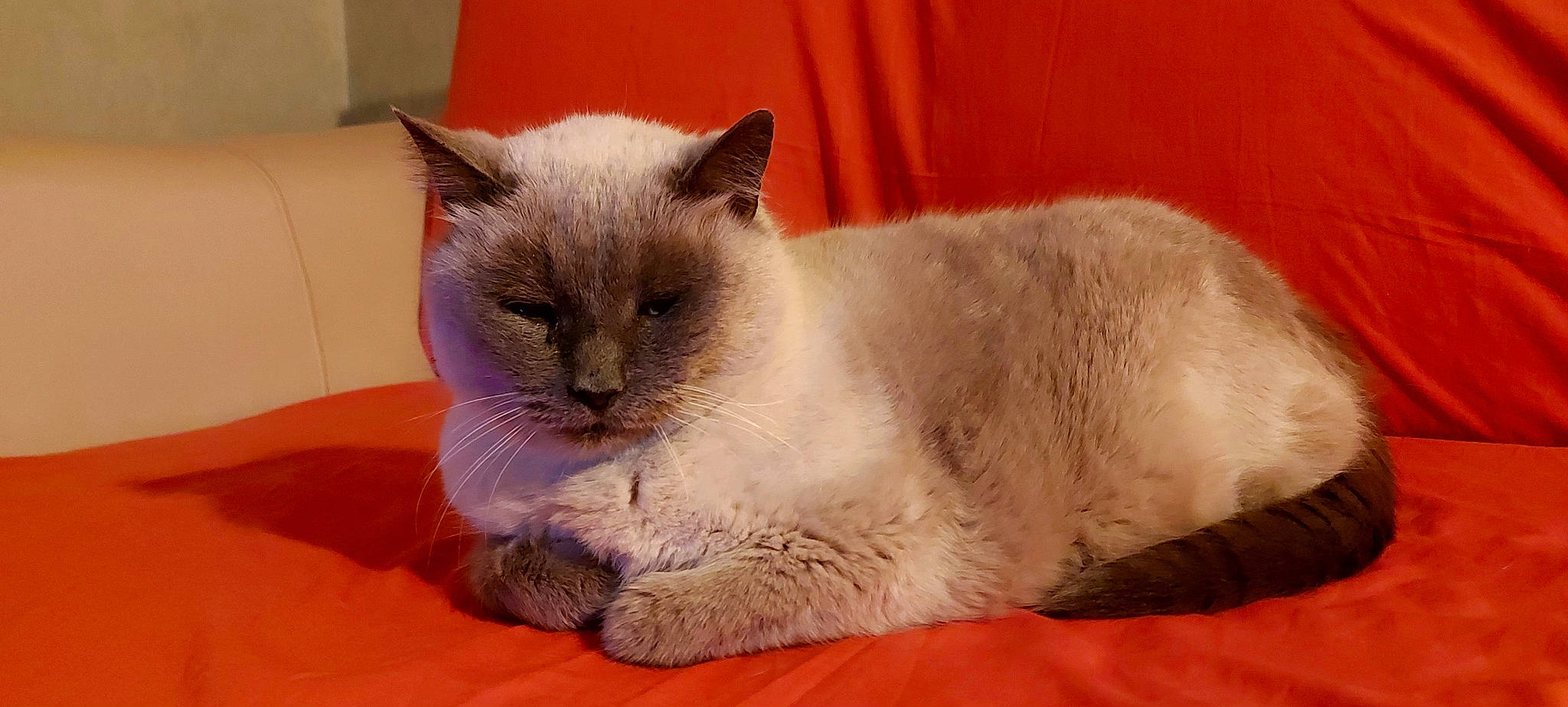 Oumia a rejoint le concours — aidez-le/la à gagner de superbes lots ! birman, carnivore, cat, comfort, domestic_short_haired_cat, fawn, felidae, fur, siamese, small_to_medium_sized_cats, snout, tail, terrestrial_animal, whiskers