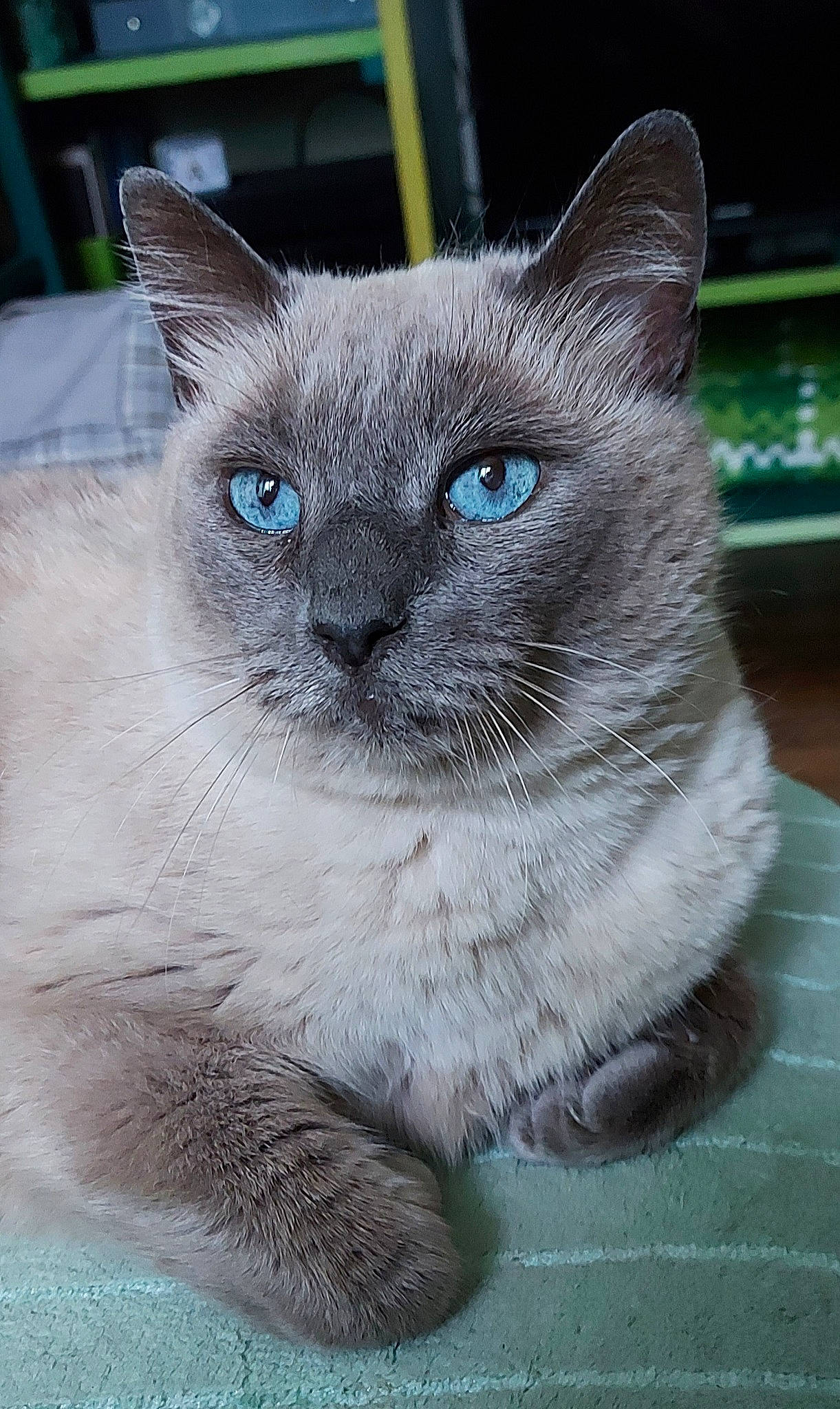 Oumia a rejoint le concours — aidez-le/la à gagner de superbes lots ! carnivore, cat, curious, domestic_short_haired_cat, electric_blue, eye, fawn, felidae, fur, head, siamese, small_to_medium_sized_cats, snout, terrestrial_animal, whiskers, window