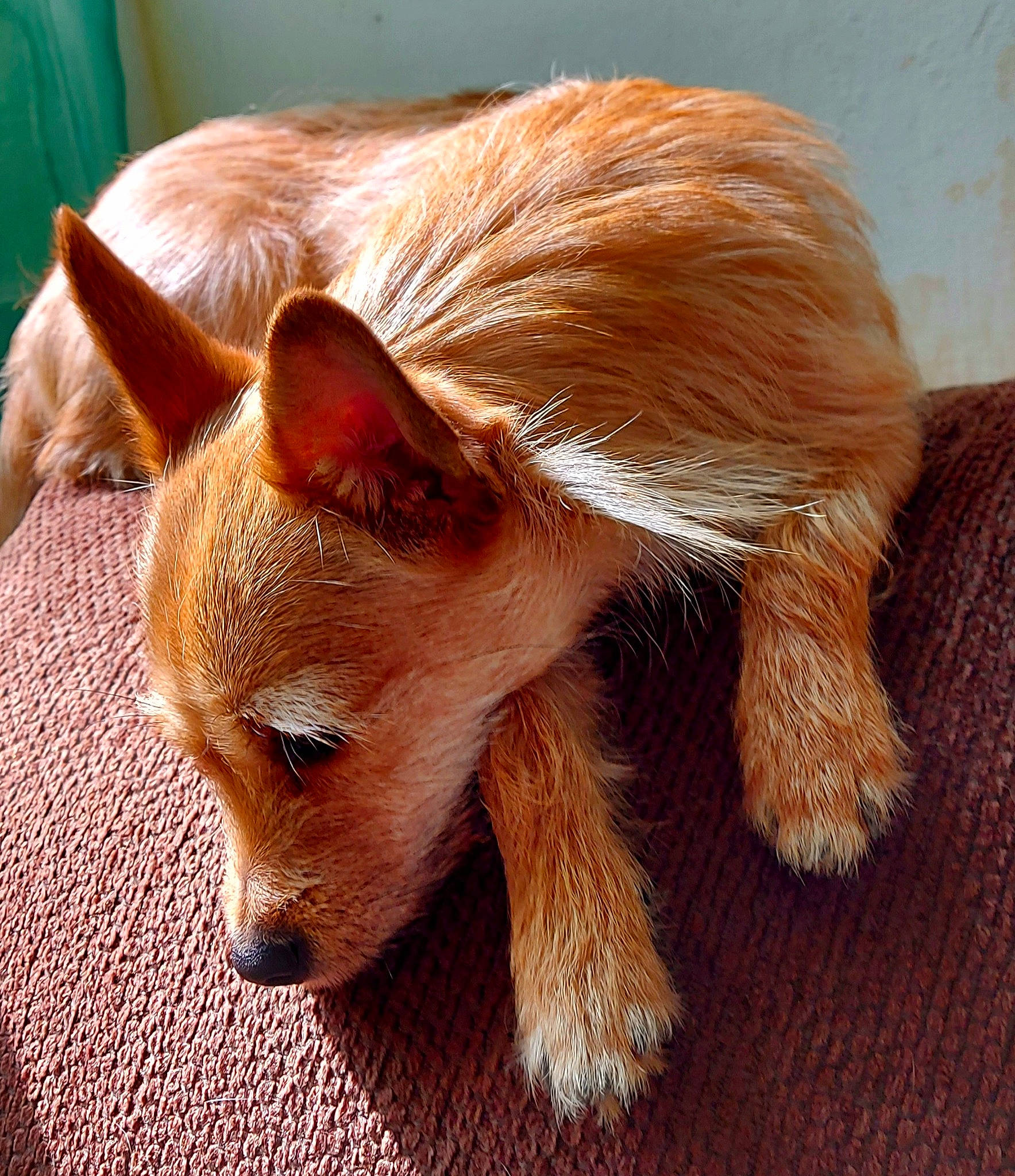Savia participe au concours pour gagner de l'argent avec cette photo : canidae, carnivore, claw, companion_dog, dog_breed, ear, eye, eyelash, fawn, felidae, fox, fur, liver, peach, snout, sporting_group, tail, terrestrial_animal, whiskers, working_animal