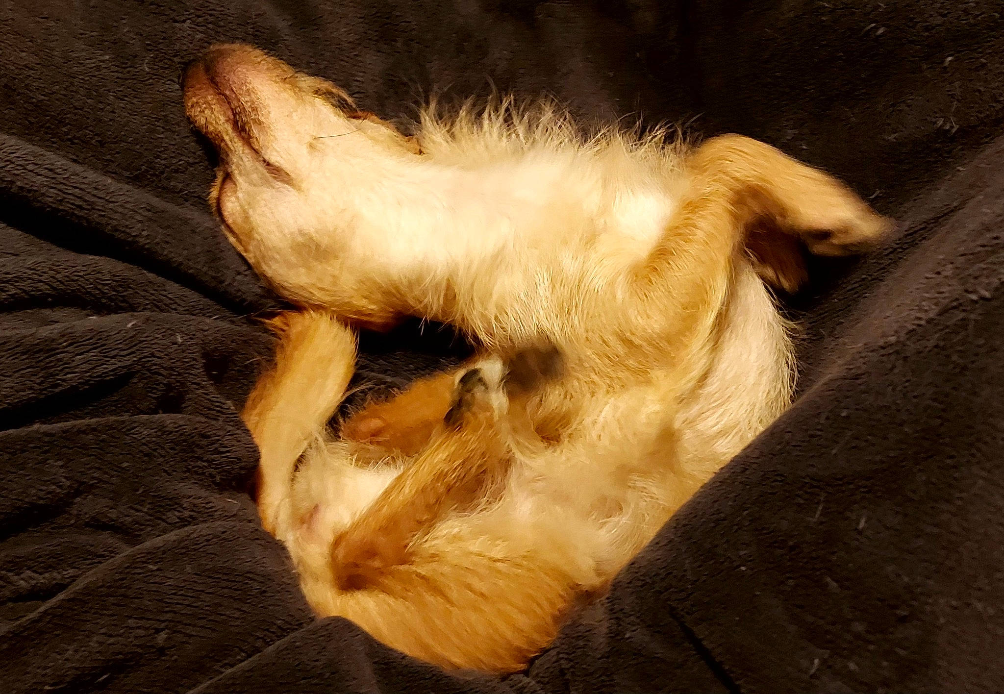 Savia a rejoint le concours — aidez-le/la à gagner de superbes lots ! brown, canidae, carnivore, claw, comfort, companion_dog, dog, dog_breed, ear, felidae, foot, fur, nap, paw, puppy, small_to_medium_sized_cats, sporting_group, tail, whiskers, wood