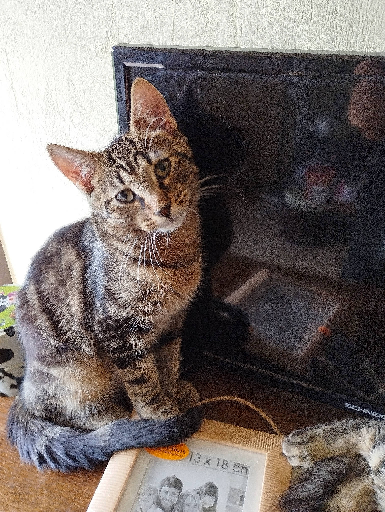 Azrael participe au concours pour gagner de l'argent avec cette photo : box, carnivore, cat, cat_supply, domestic_short_haired_cat, felidae, fur, paw, sitting, small_to_medium_sized_cats, snout, terrestrial_animal, whiskers