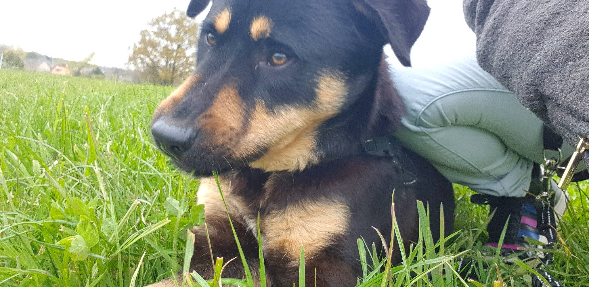 Pogba a rejoint le concours — aidez-le/la à gagner de superbes lots ! austrian_black_and_tan_hound, beauceron, black_and_tan_terrier, canidae, carnivore, companion_dog, dog, dog_breed, grass, guard_dog, huntaway, hunting_dog, jagdterrier, mammal, pinscher, snout, vertebrate, working_dog