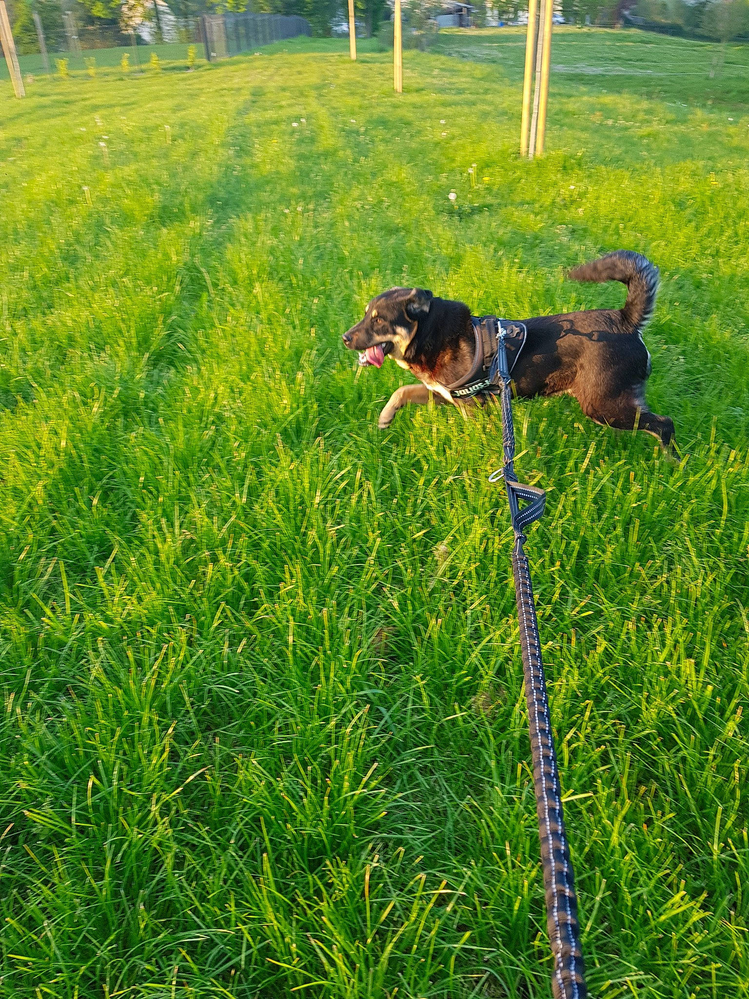 Pogba participe au concours pour gagner de l'argent avec cette photo : canidae, carnivore, dog, dog_breed, grass, grass_family, hunting_dog, lawn, plant, small_munsterlander, sporting_group