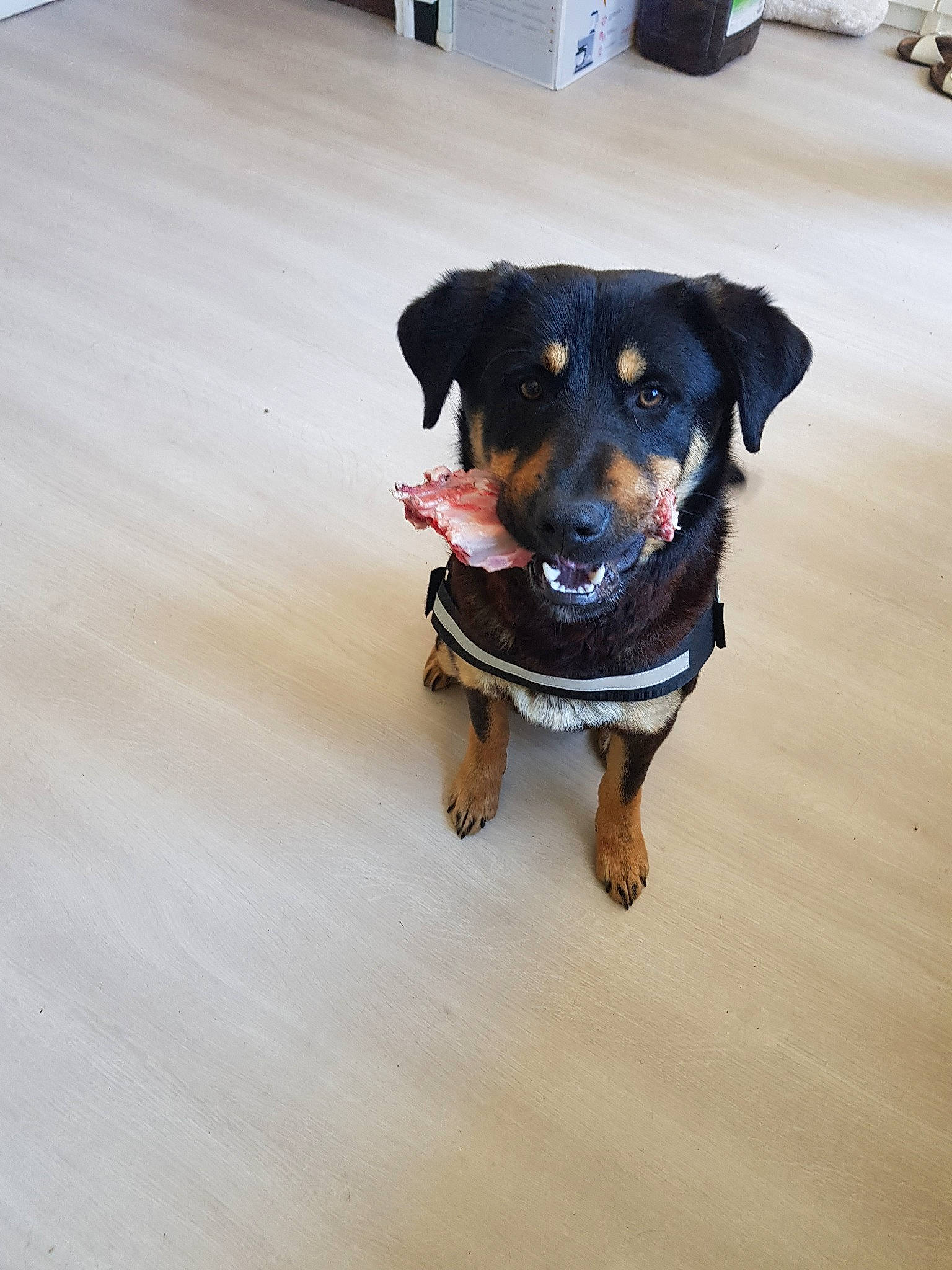 Pogba a rejoint le concours — aidez-le/la à gagner de superbes lots ! appenzeller_sennenhund, canidae, carnivore, dog, dog_breed, floor, huntaway, hunting_dog, mammal, paw, puppy, rottweiler, snout, sporting_group, working_dog