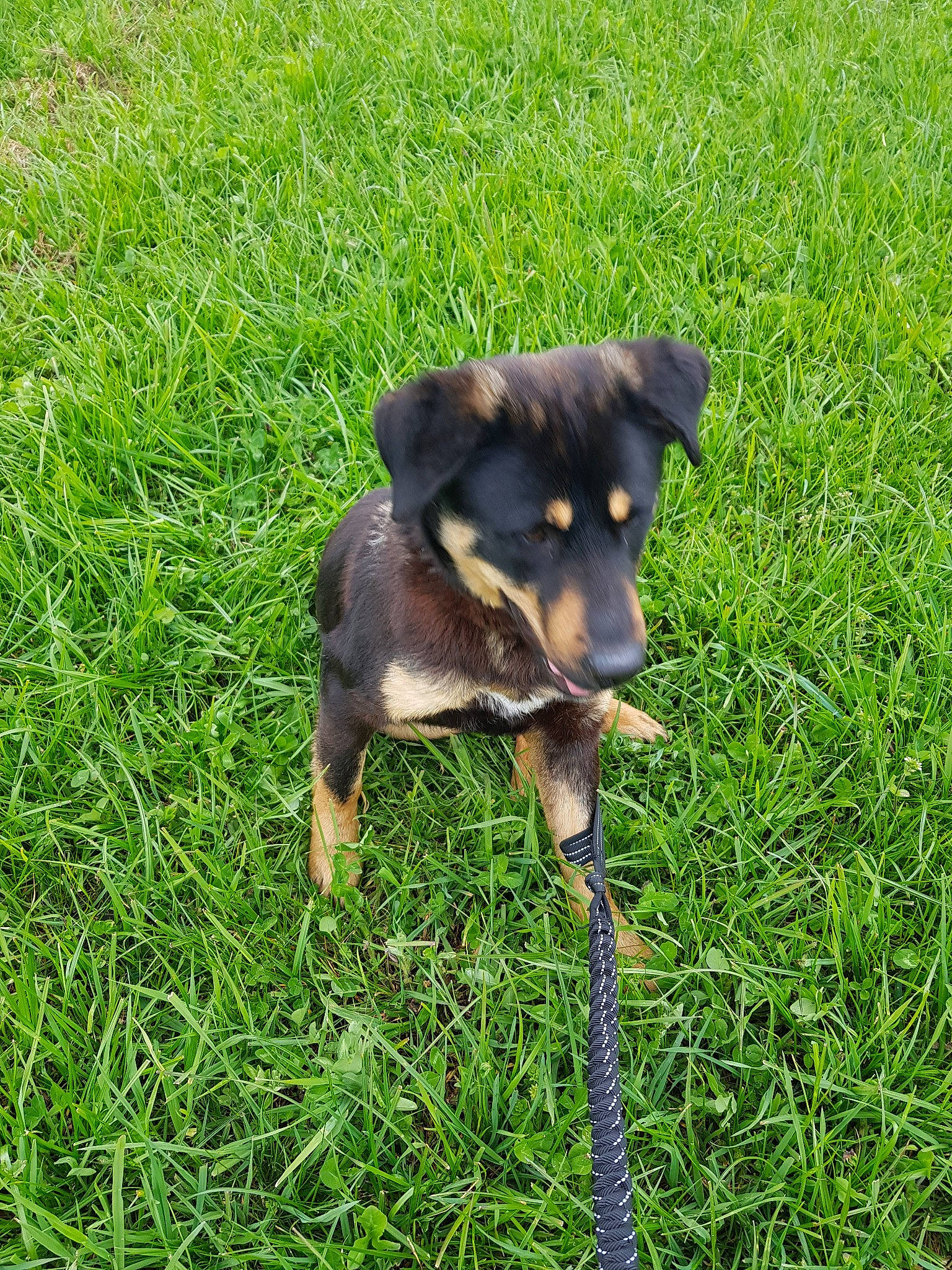 Pogba participe au concours pour gagner de l'argent avec cette photo : black_and_tan_terrier, canidae, carlin_pinscher, carnivore, dog, dog_breed, grass, huntaway, jagdterrier, mammal, miniature_pinscher, plant, puppy, sporting_group, vertebrate