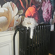 Anya participe au concours pour gagner de l'argent avec cette photo : cat, fluffy, white, radiator, flower_wallpaper, indoor, pet, resting, cozy, feline, animal, home, decor, relaxed, comfort, mammal, cute, fur, portrait, laying