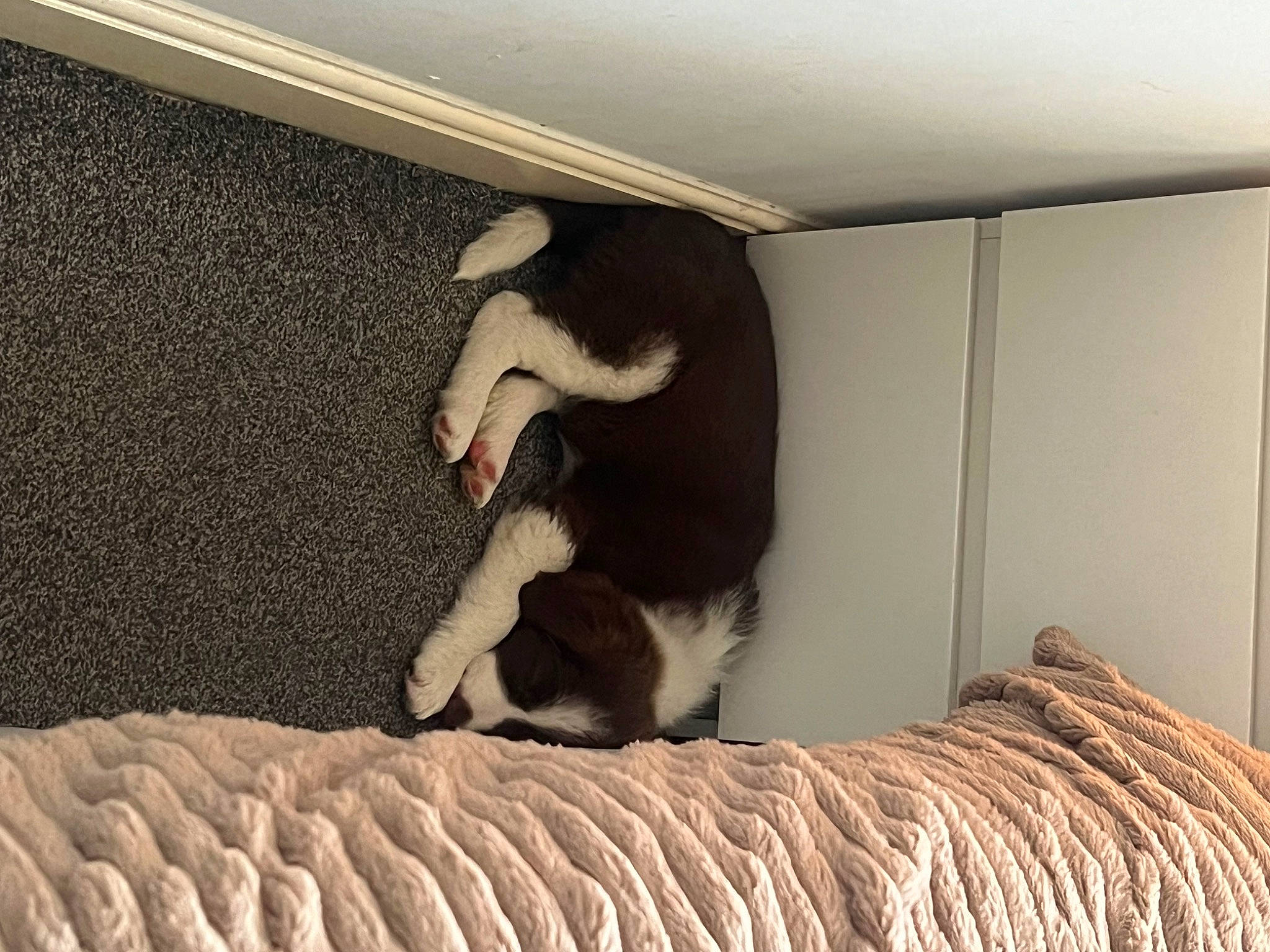 Maple is registered to the contest to win money with this photo: bed, bedding, bedroom, canidae, comfort, companion_dog, dog_breed, fawn, flooring, fur, hardwood, human_leg, knee, linens, mammal, room, sporting_group, tail, tints_and_shades, wood