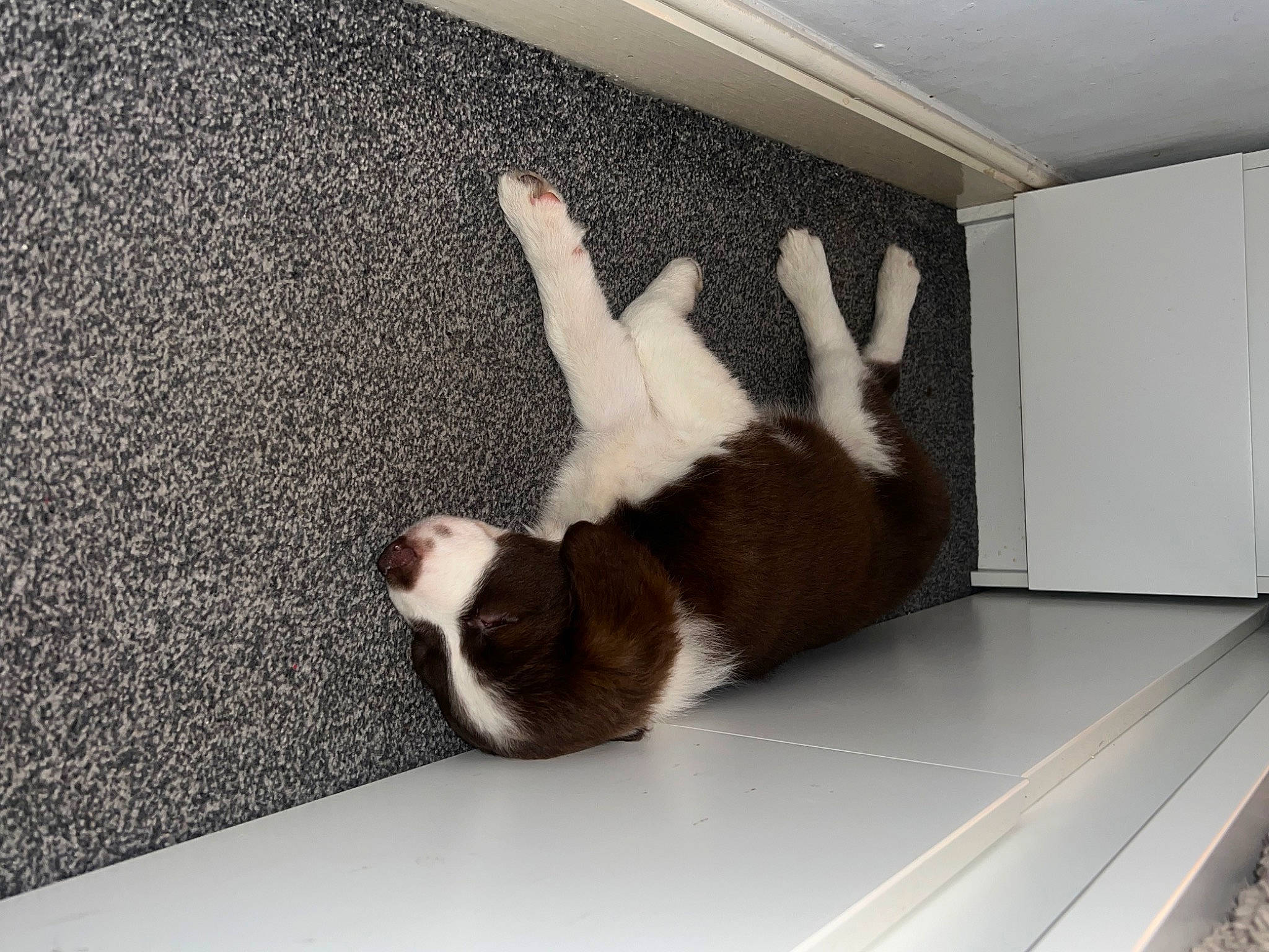 Maple joined the competition — help win amazing prizes! carnivore, comfort, companion_dog, couch, dog_breed, fawn, felidae, flooring, hardwood, human_leg, leg, plant, small_to_medium_sized_cats, snout, sporting_group, tail, tints_and_shades, whiskers, window, wood