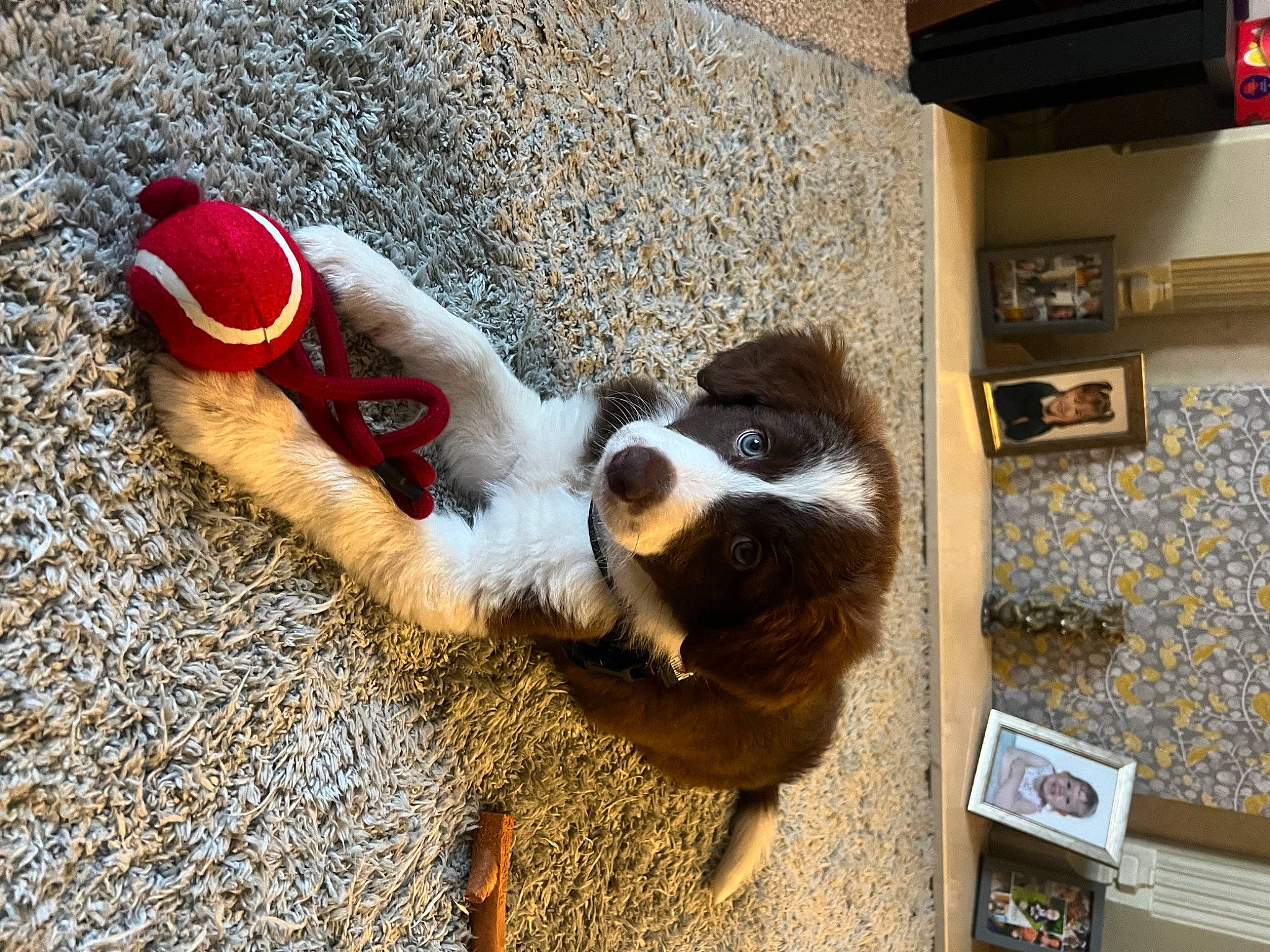 Maple is registered to the contest to win money with this photo: canidae, carmine, carnivore, companion_dog, dog, dog_breed, dog_supply, door, eyewear, fawn, flooring, fur, paw, picture_frame, road_surface, sidewalk, snout, sporting_group, tail, whiskers