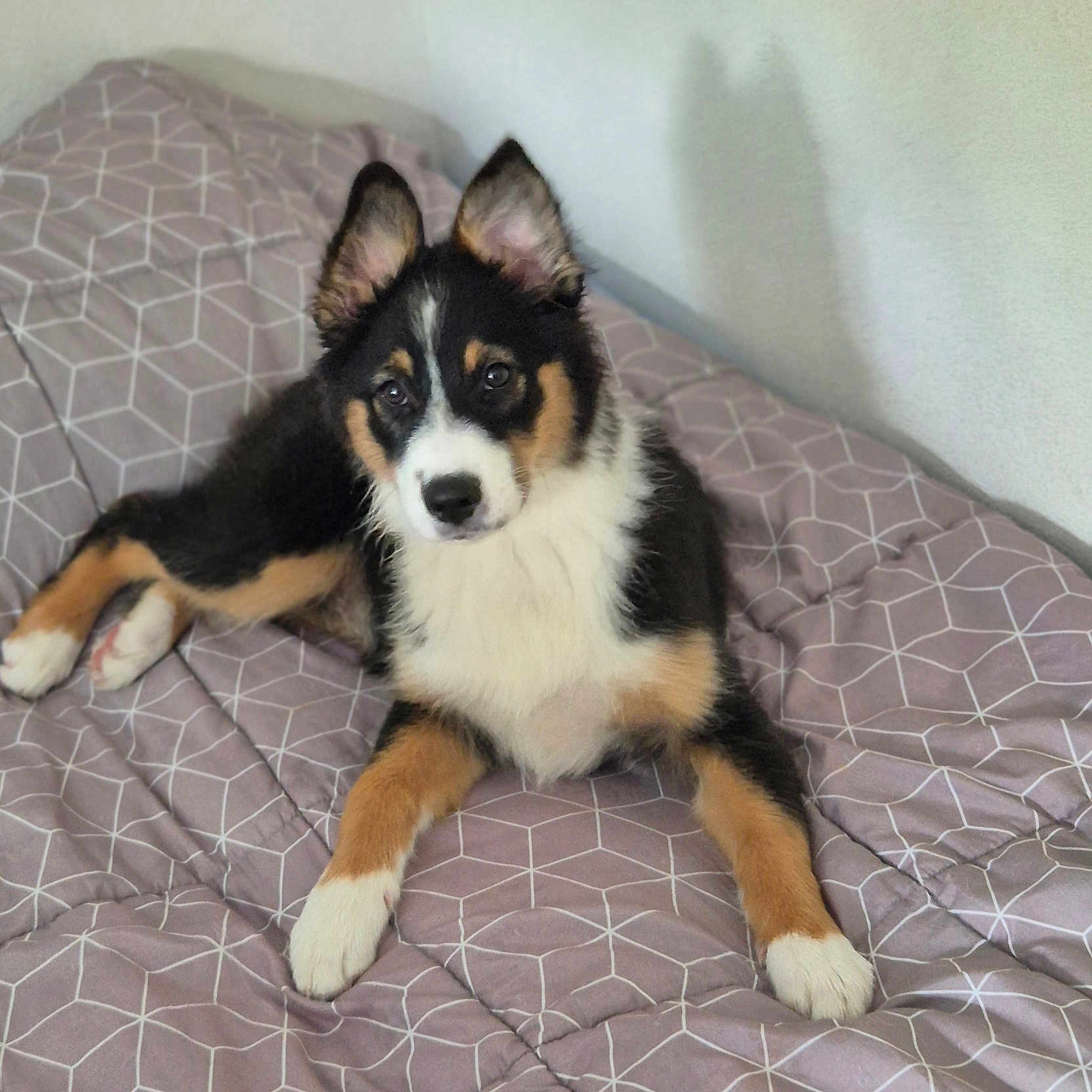Nova participe au concours pour gagner de l'argent avec cette photo : animal, bed, blanket, canine, comfort, cute, dog, ears, fur, home, indoor, looking, lying_down, pet, puppy, resting, shadow, soft_light, tricolor, young