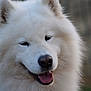 animal, bodypart, canine, chow, collie, dog, eskimodog, husky, mouth, person, pet, puppy, whitedog, wolf