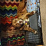 dog, crate, blanket, colorful, patterned, zigzag, brown_dog, pet, indoor, carpet, resting, collar, harness, animal, floor, furniture, relaxed, looking_at_camera, comfort, cozy