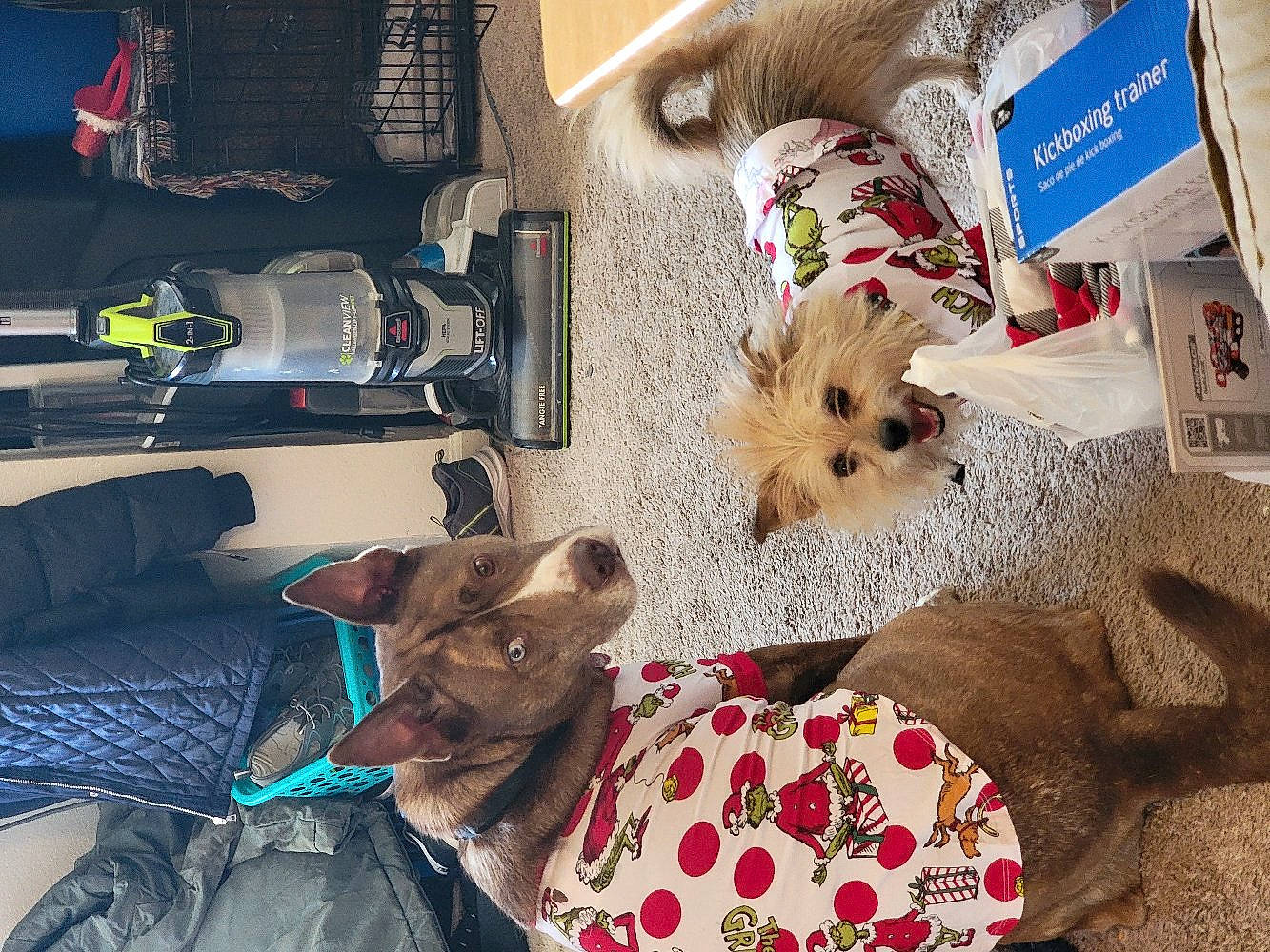 Buddy is registered to the contest to win money with this photo: brown_dog, carpet, clothing, curious_expression, cute, dog, fur, grinch, holiday_theme, household_items, indoor, living_room, pajamas, pet, pet_fashion, plastic_bag, small_dog, tail, toy_box, vacuum_cleaner