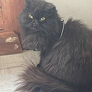 Opium a rejoint le concours — aidez-le/la à gagner de superbes lots ! cat, black_cat, fluffy, yellow_eyes, curled_up, indoor, wooden_floor, door, wall, pet, feline, fur, whiskers, tail, sitting, looking, curious, close_up, animal, domestic