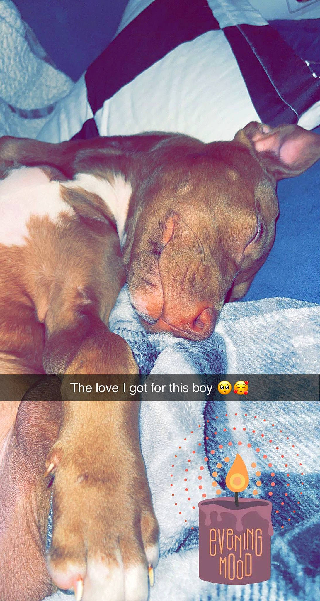 Otis joined the competition — help win amazing prizes! canidae, carnivore, cloud, comfort, companion_dog, dog, dog_breed, ear, electric_blue, fawn, fur, jaw, linens, liver, selfie, snout, sporting_group, whiskers, working_animal, wrinkle