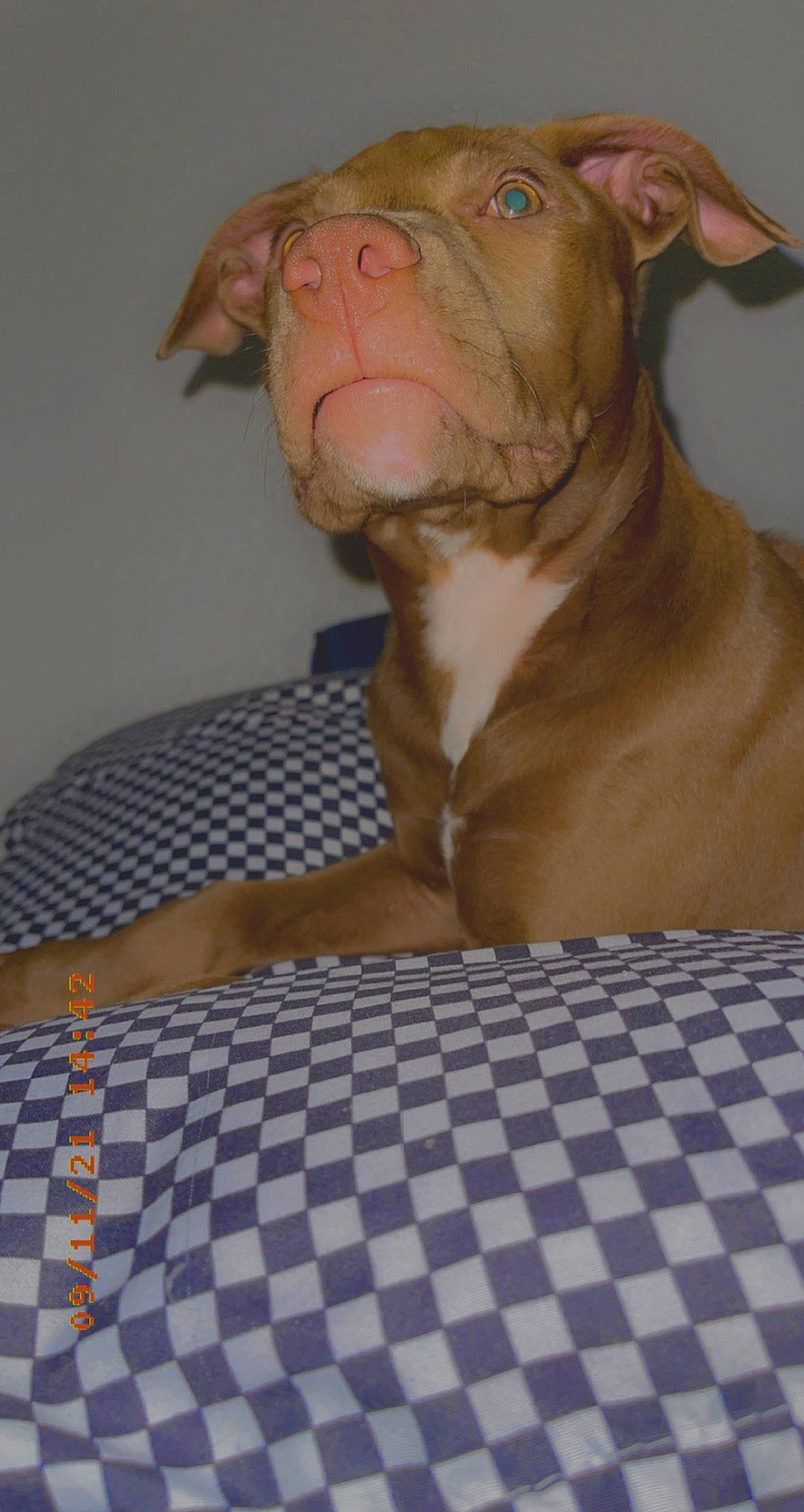 Otis joined the competition — help win amazing prizes! blue, canidae, carnivore, comfort, companion_dog, dog, dog_breed, dog_supply, electric_blue, fawn, linens, liver, pattern, pet_supply, snout, sporting_group, terrestrial_animal, whiskers, working_animal, wrinkle