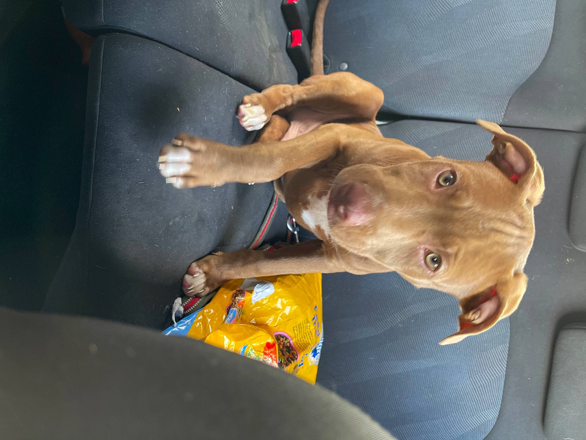 Otis is registered to the contest to win money with this photo: adventure, canidae, car_seat, carnivore, collar, dog, dog_breed, ear, fawn, gesture, recreation, snout, sporting_group, vehicle_door, windshield, working_animal
