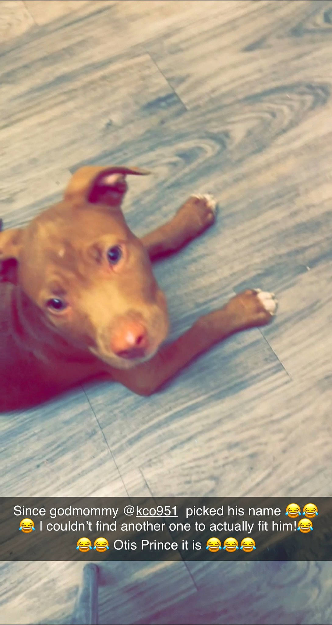 Otis joined the competition — help win amazing prizes! adaptation, canidae, companion_dog, dog_breed, domestic_pig, fawn, font, grass, happy, landscape, livestock, organism, photo_caption, sporting_group, suidae, terrestrial_animal, whiskers, wildlife, wood, working_animal