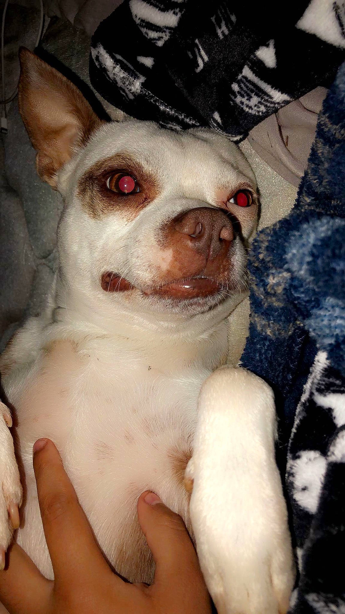 Musky is registered to the contest to win money with this photo: canidae, carnivore, companion_dog, dog, dog_breed, ear, fang, fawn, flesh, fur, non_sporting_group, red_eye_effect, snout, sporting_group, terrestrial_animal, toy_dog, whiskers, working_animal