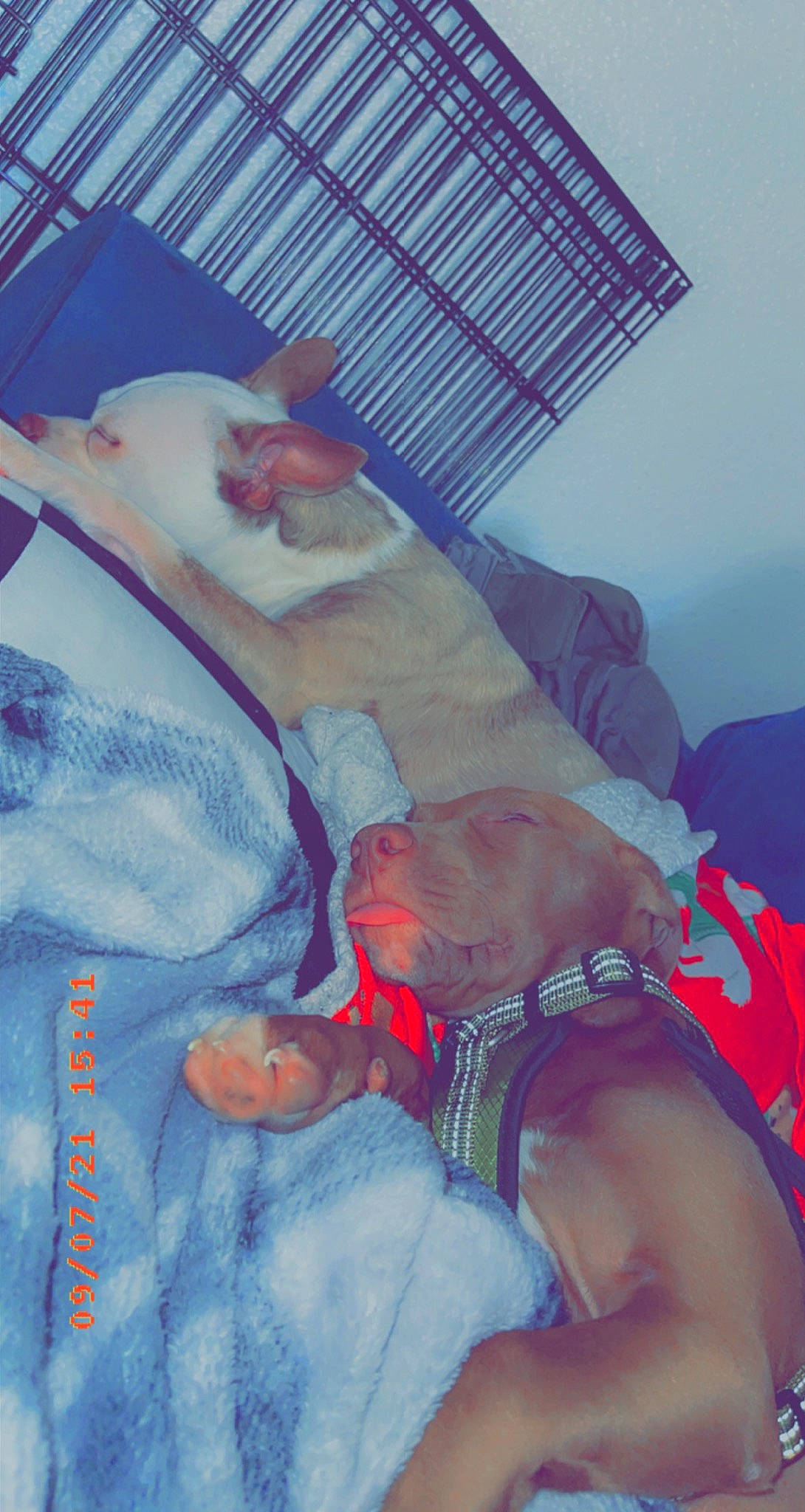 Musky is registered to the contest to win money with this photo: abdomen, bed, bedding, bedtime, blue, chest, comfort, elbow, electric_blue, human_leg, knee, lap, leg, linens, mouth, nap, room, thigh, trunk, whiskers