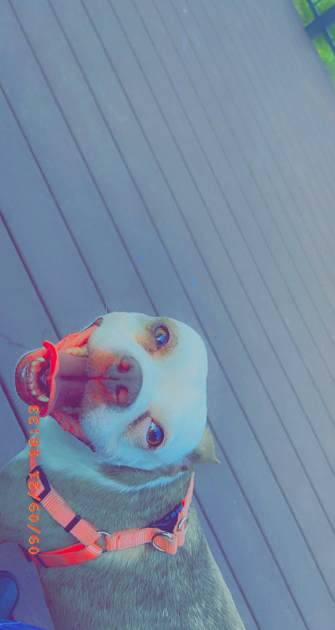 Musky is registered to the contest to win money with this photo: art, carmine, electric_blue, fawn, flesh, pattern, snout, stuffed_toy, toy, visual_arts, whiskers, wood