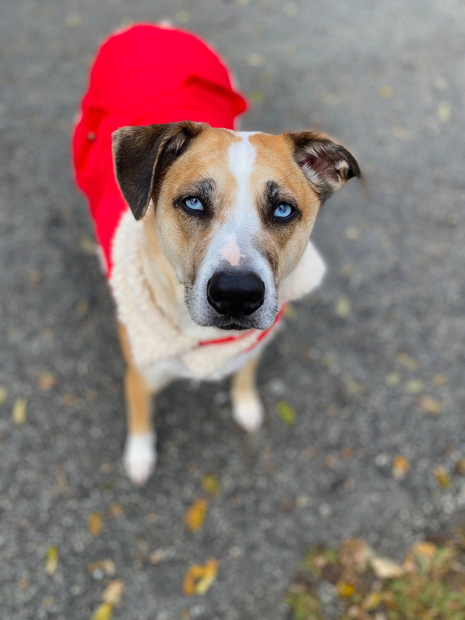 Blu is registered to the contest to win money with this photo: adventure, asphalt, canidae, carnivore, collar, companion_dog, dog, dog_breed, dog_collar, fawn, firefighter, leash, road_surface, snout, soil, sporting_group, whiskers