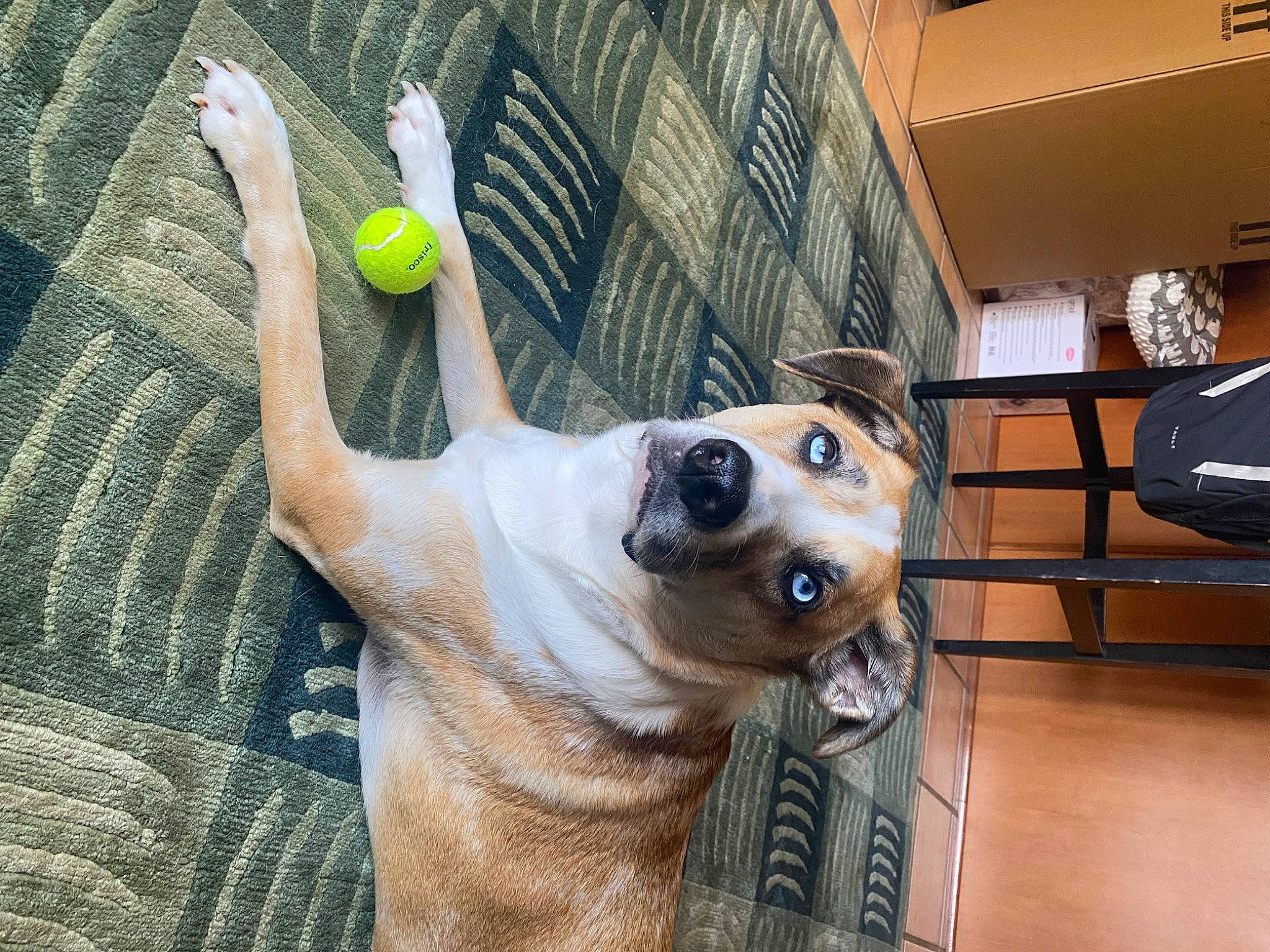 Blu is registered to the contest to win money with this photo: animal_shelter, canidae, carnivore, collar, companion_dog, dog, dog_breed, dog_collar, dog_supply, eyewear, fawn, foot, fur, paw, pet_supply, snout, sporting_group, tail, whiskers, working_animal