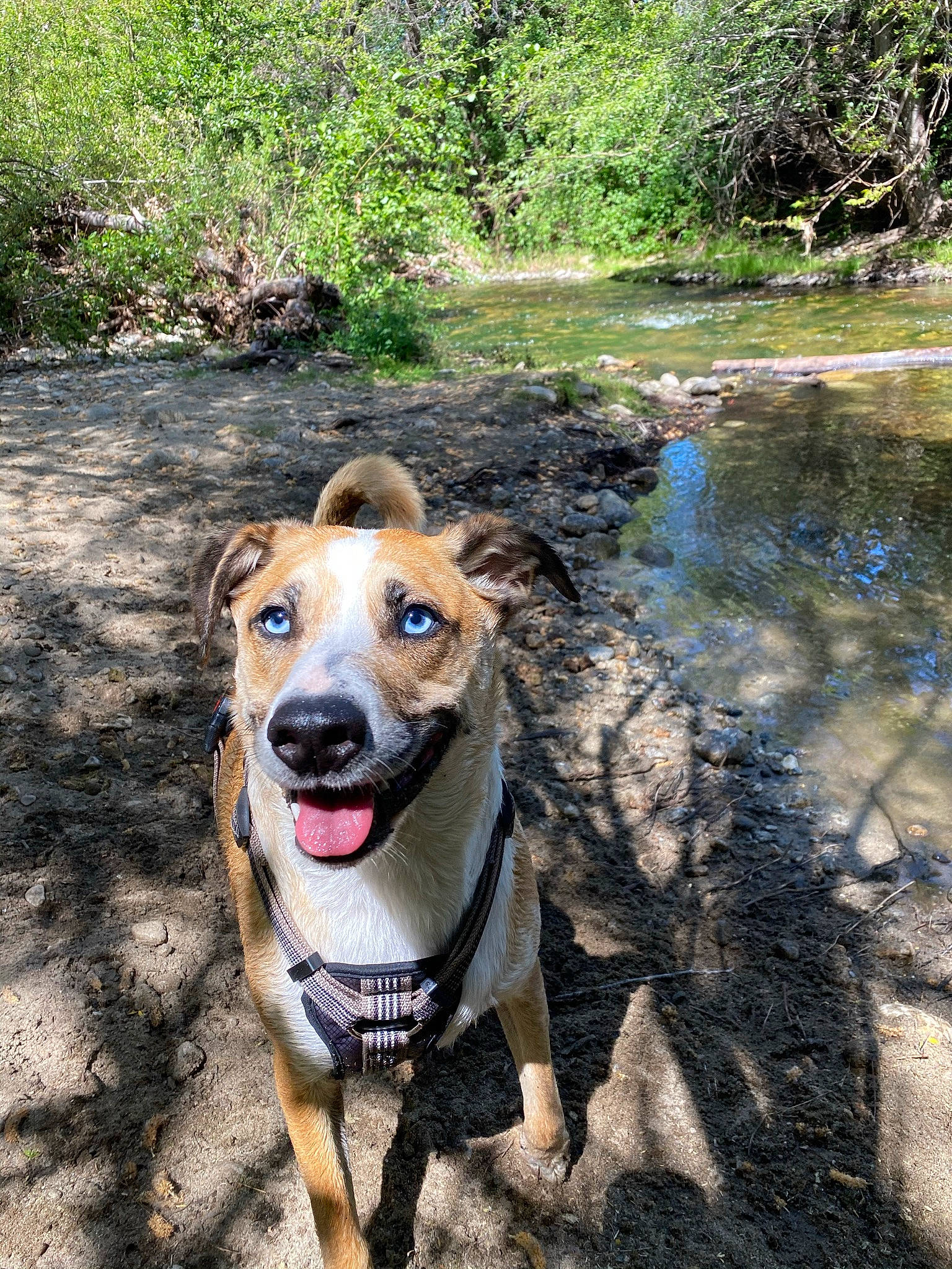 Blu joined the competition — help win amazing prizes! carnivore, collar, companion_dog, creek, dog, dog_breed, dog_collar, fawn, fluvial_landforms_of_streams, landscape, leash, plant, riparian_zone, snout, soil, stream, street_dog, tree, water, working_animal
