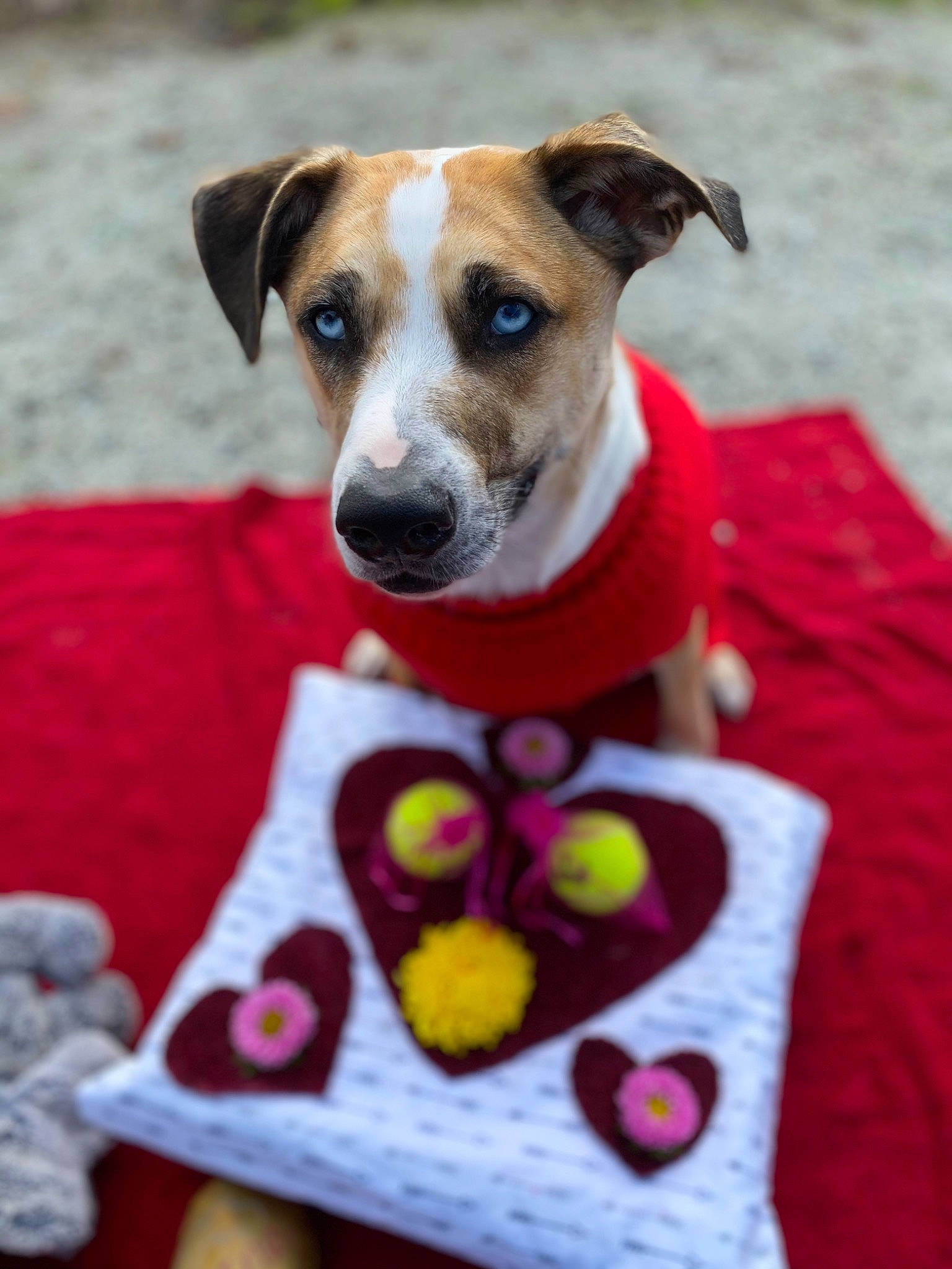 Blu is registered to the contest to win money with this photo: canidae, carnivore, collar, companion_dog, dog, dog_breed, dog_collar, dog_supply, fawn, fur, linens, magenta, pattern, paw, pet_supply, serveware, snout, stuffed_toy, whiskers, woven_fabric