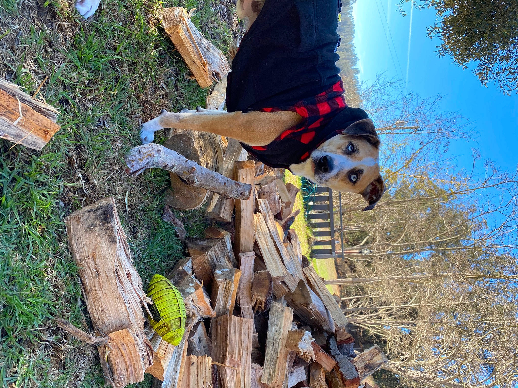 Blu joined the competition — help win amazing prizes! adventure, fun, grass, leisure, people_in_nature, plant, recreation, sky, soil, tree, trunk, twig, wood