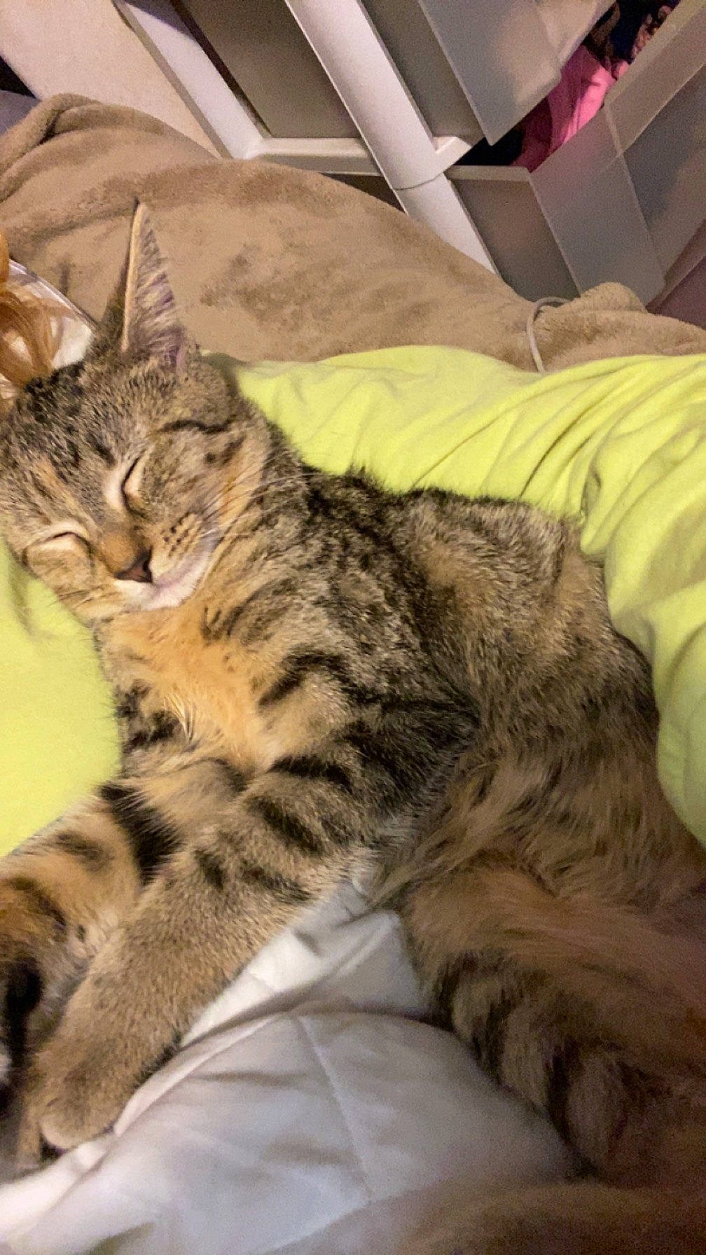 Salem is registered to the contest to win money with this photo: carnivore, cat, claw, comfort, domestic_short_haired_cat, felidae, fur, linens, paw, small_to_medium_sized_cats, tail, terrestrial_animal, whiskers