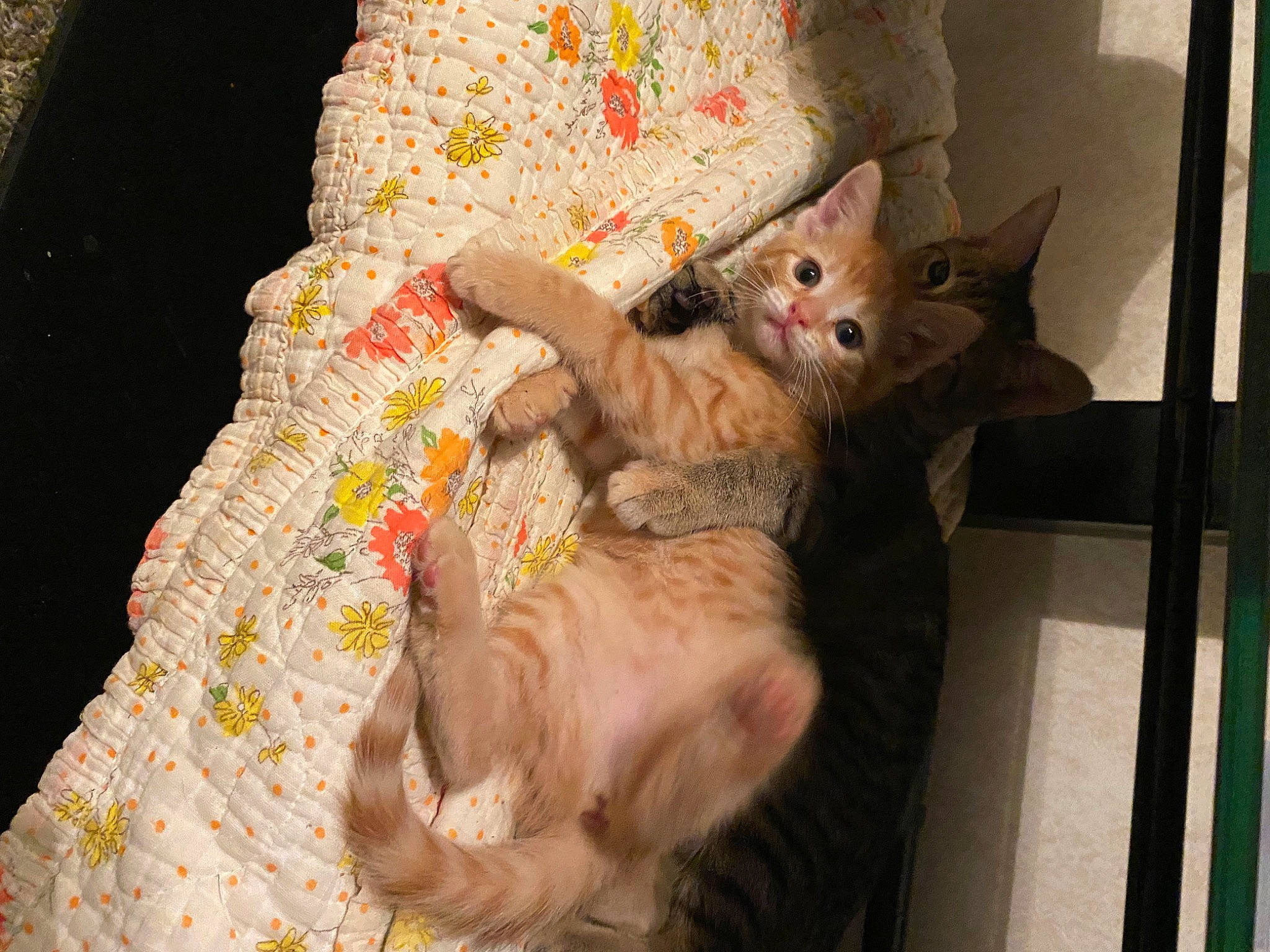 Salem is registered to the contest to win money with this photo: carnivore, cat, comfort, couch, domestic_short_haired_cat, fawn, felidae, fur, linens, nap, pattern, paw, room, small_to_medium_sized_cats, tail, tree, whiskers