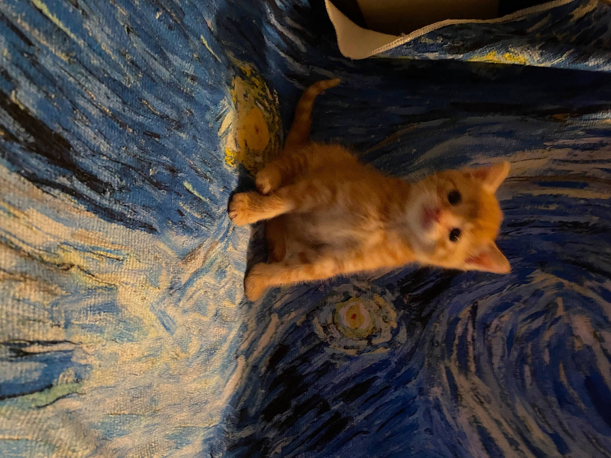 Chucky joined the competition — help win amazing prizes! canidae, carnivore, cat, claw, domestic_short_haired_cat, fawn, felidae, fur, grass, paw, shadow, sky, small_to_medium_sized_cats, spitz, tail, tree, water, whiskers, wildlife, wood