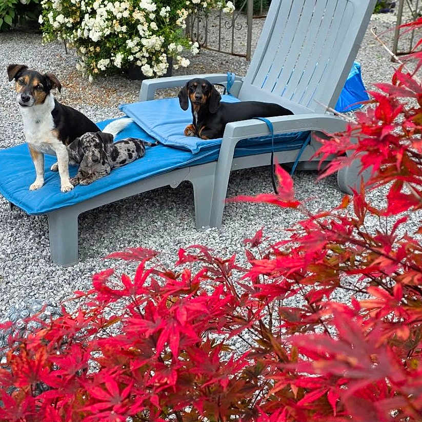 Zeus Zoé Xena a rejoint le concours — aidez-le/la à gagner de superbes lots ! dog, lounge_chair, garden, gravel, plants, red_leaves, outdoor, pets, relaxing, nature, blue_cushion, small_dogs, fence, greenery, summer, sunny, calm, resting, cute, companion