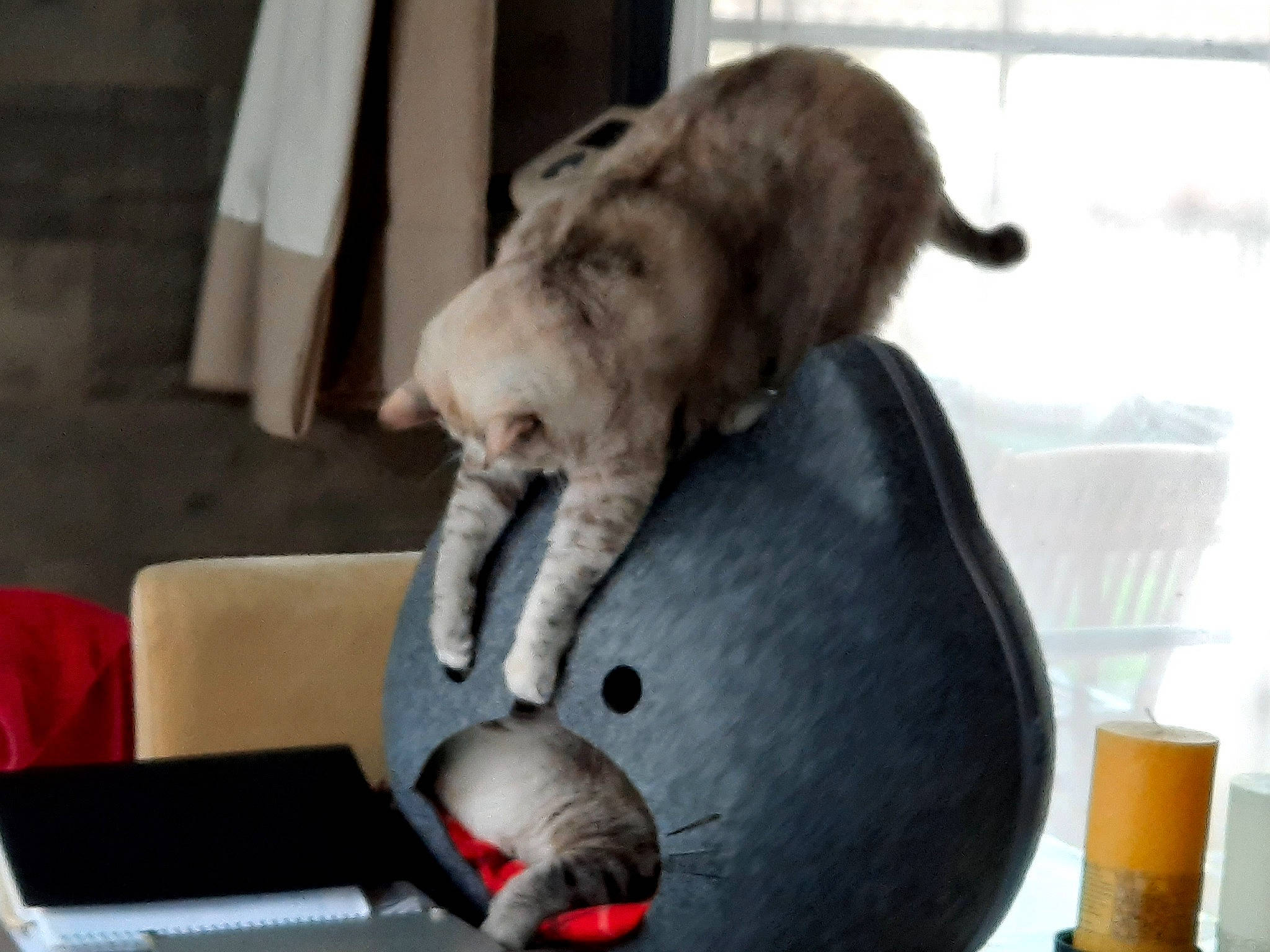 Lilou participe au concours pour gagner de l'argent avec cette photo : carmine, carnivore, cat, cat_supply, claw, comfort, companion_dog, domestic_short_haired_cat, felidae, fur, paw, plush, room, sitting, small_to_medium_sized_cats, snout, stuffed_toy, tail, toy, whiskers