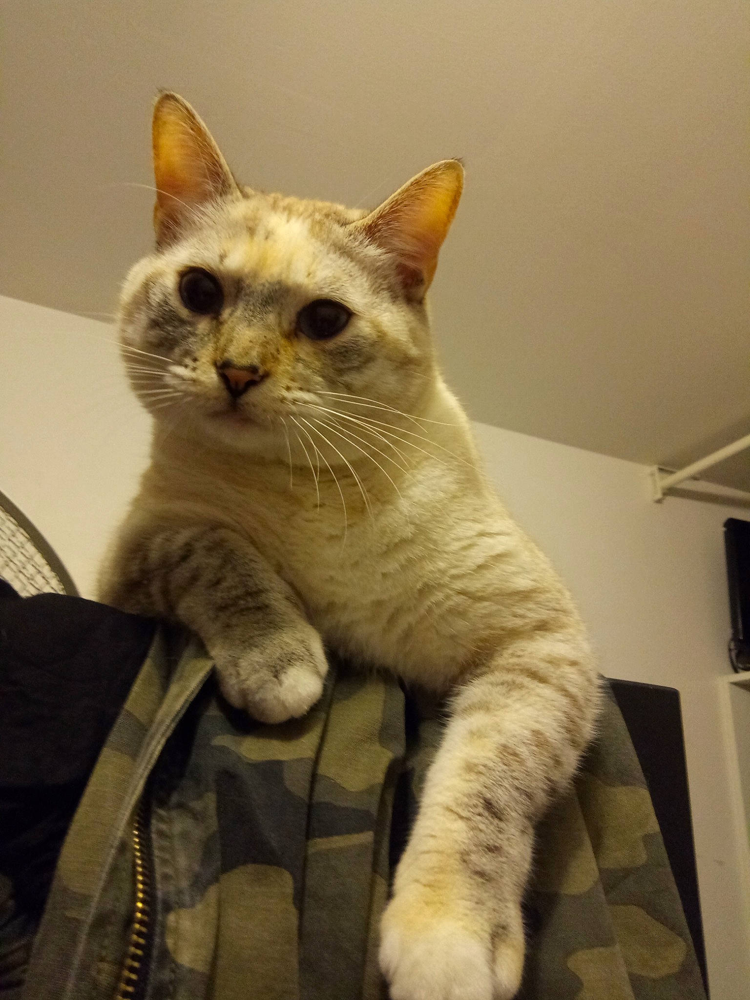 Lilou a rejoint le concours — aidez-le/la à gagner de superbes lots ! carnivore, cat, claw, comfort, domestic_short_haired_cat, fawn, felidae, fur, paw, small_to_medium_sized_cats, snout, tail, terrestrial_animal, thai, whiskers, window