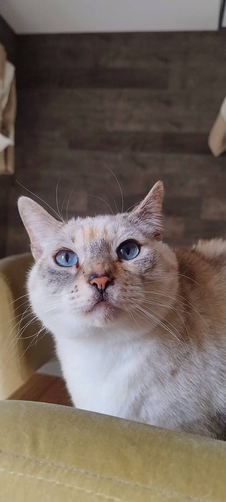 Lilou a rejoint le concours — aidez-le/la à gagner de superbes lots ! carnivore, cat, domestic_short_haired_cat, fawn, felidae, fur, pet_supply, small_to_medium_sized_cats, snout, terrestrial_animal, whiskers, window