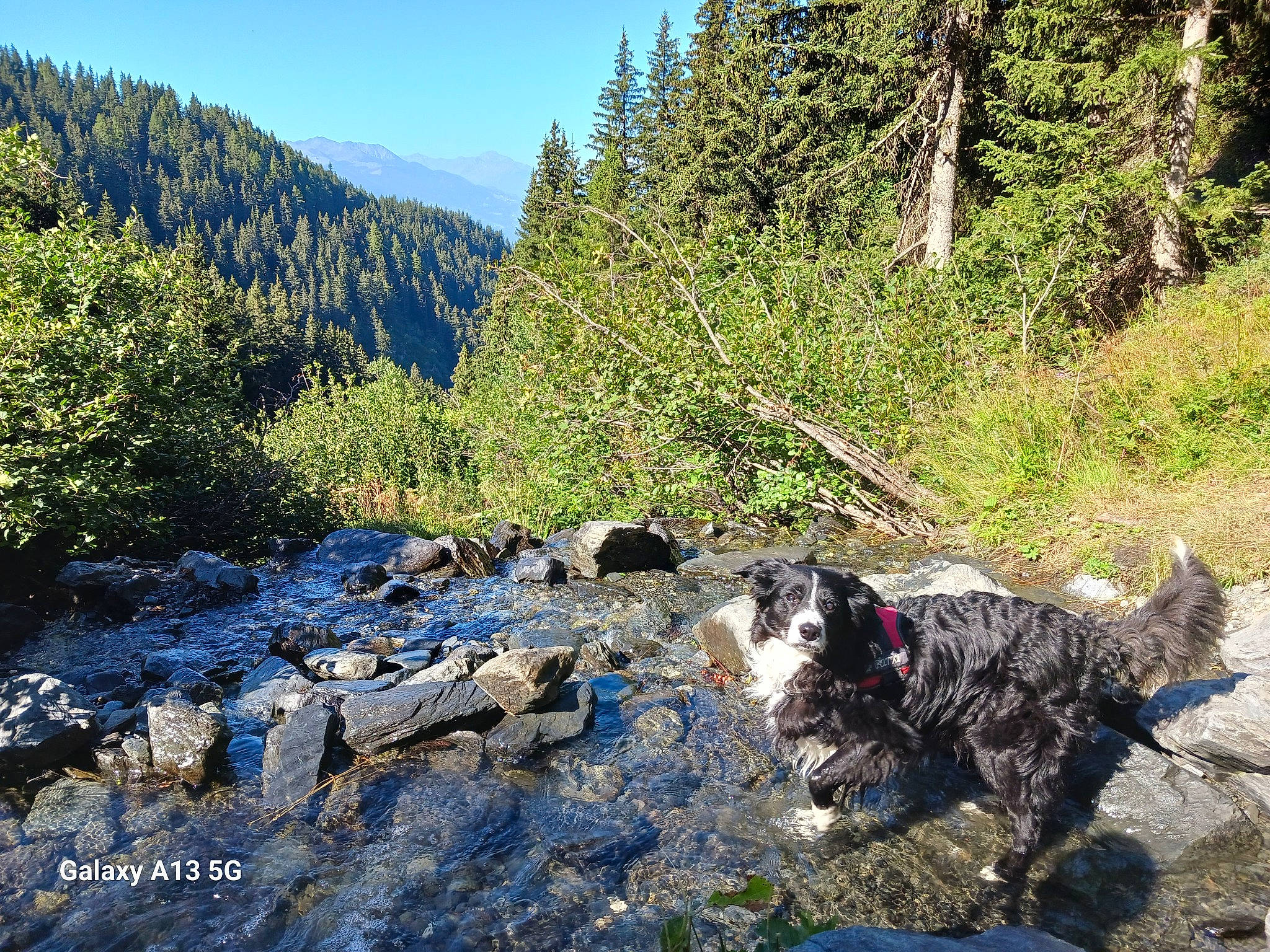 Patxi participe au concours pour gagner de l'argent avec cette photo : adventure, carnivore, dog, dog_breed, fluvial_landforms_of_streams, landscape, larch, mountain, mountain_river, natural_landscape, plant, recreation, riparian_zone, sky, stream, trail, tree, water, water_dog, working_animal