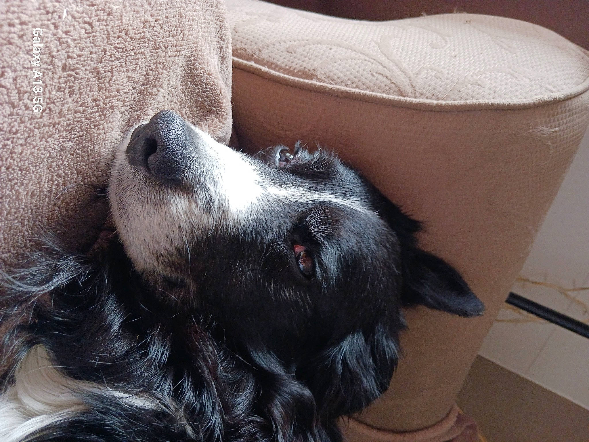 Patxi a rejoint le concours — aidez-le/la à gagner de superbes lots ! borador, carnivore, comfort, companion_dog, couch, dog, dog_breed, fur, grey, mammal, paw, snout, sporting_group, whiskers, working_animal