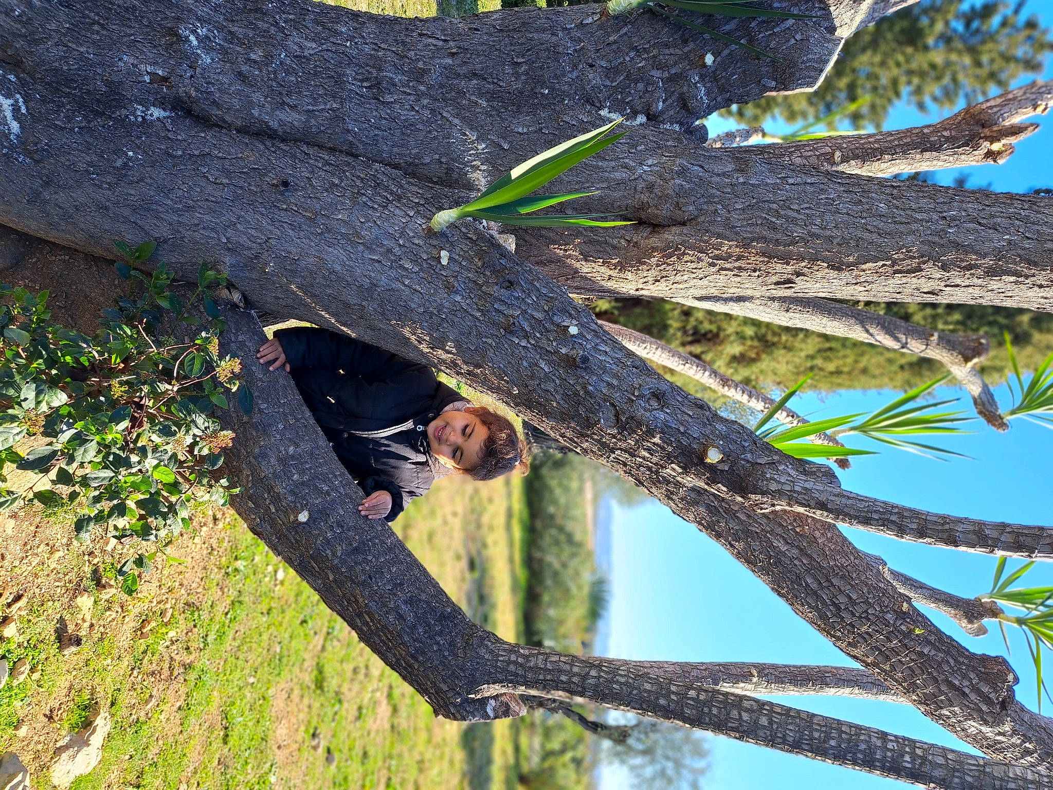 Lina participe au concours pour gagner de l'argent avec cette photo : arecales, branch, grass, joy, landscape, metal, person, plant, plant_stem, sky, terrestrial_plant, tints_and_shades, tree, trunk, twig, vegetation, wood, woody_plant